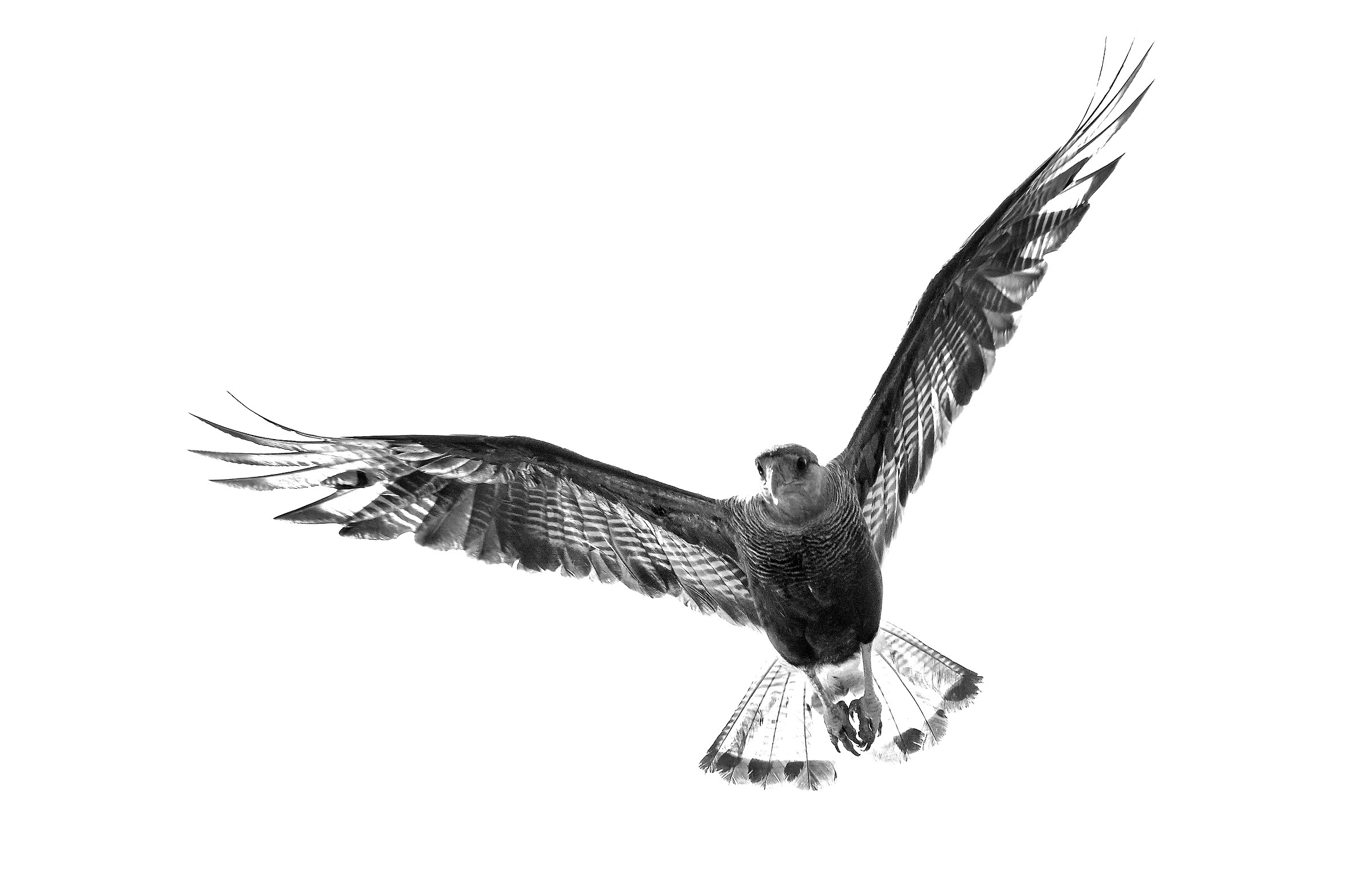 Pantanal 2015 - KaraKara B&W