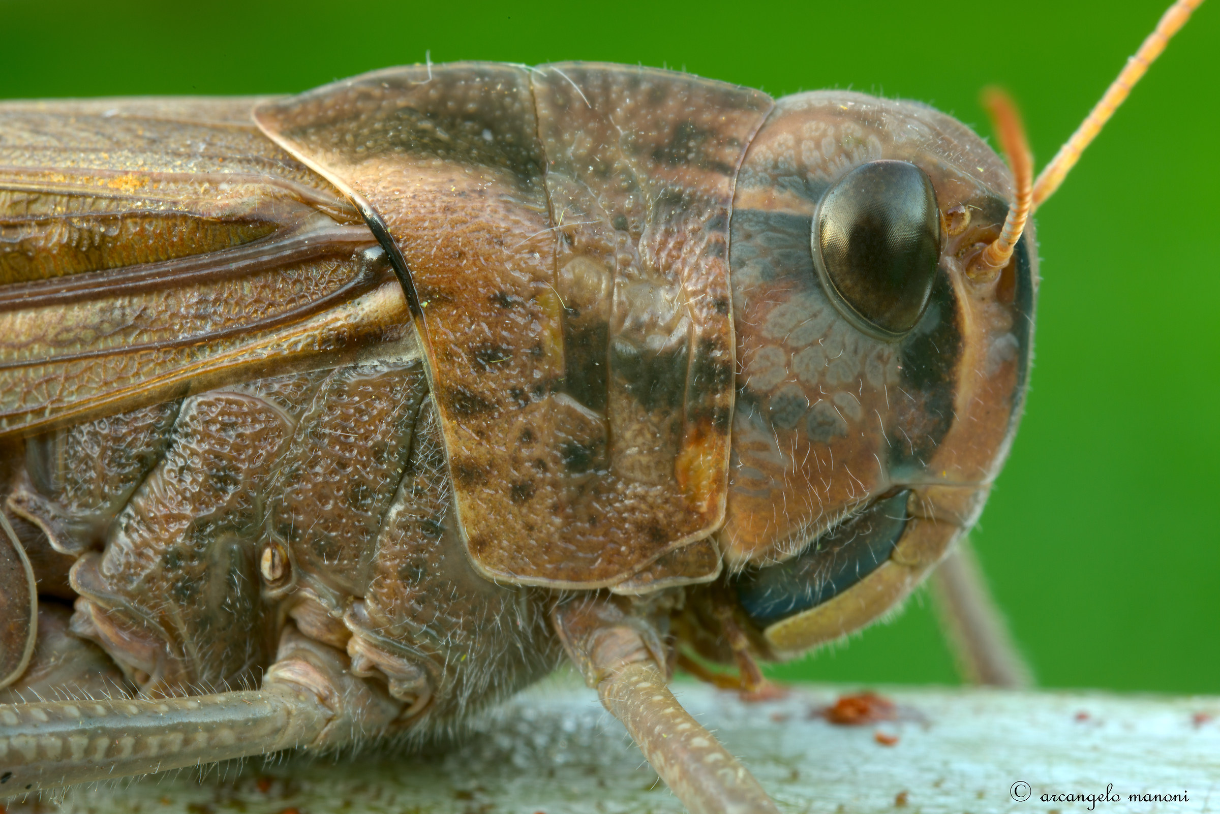 Details of Grasshopper