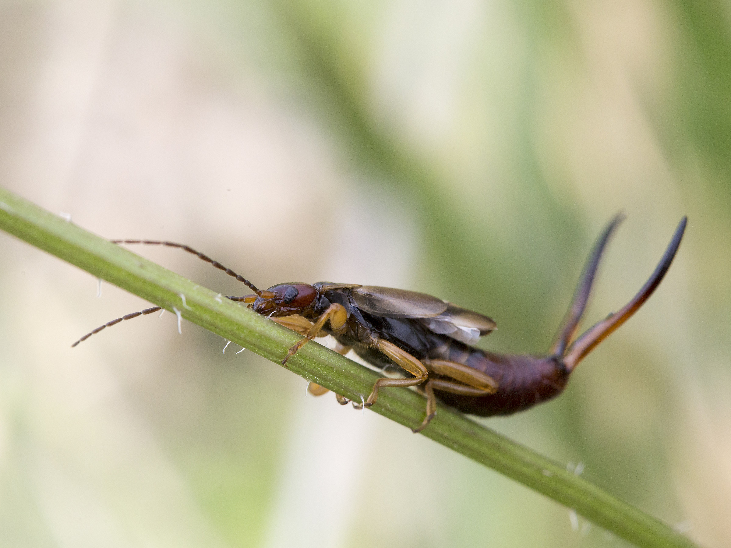 You again, but who are you?