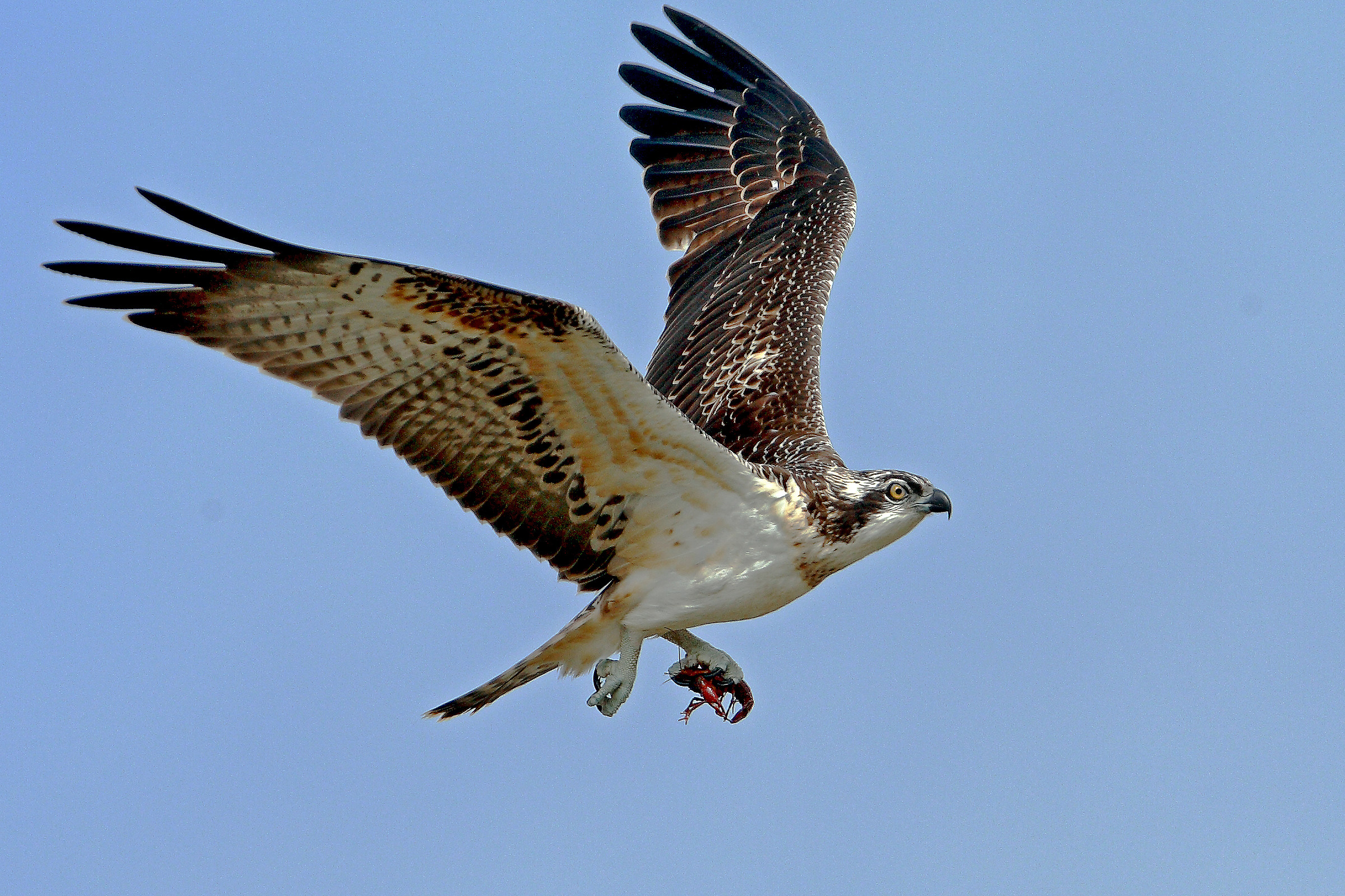 falco pescatore...........di gamberi