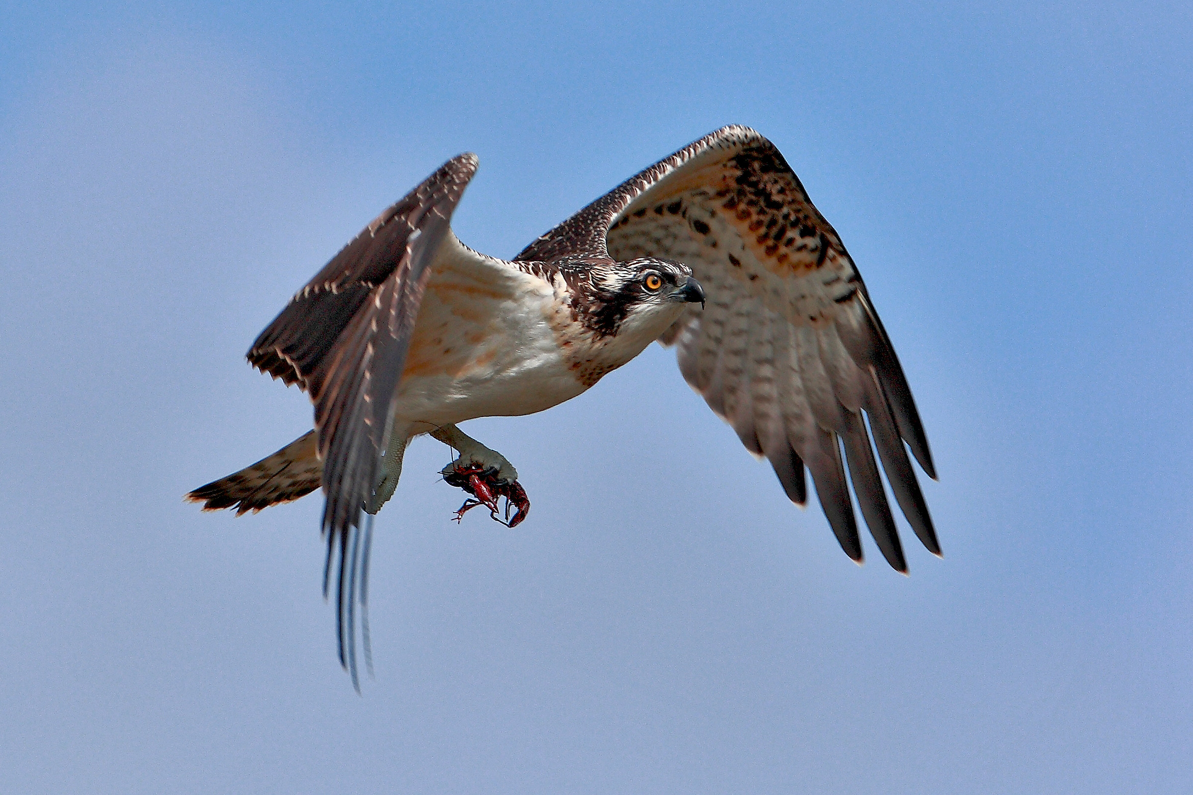 falco pescatore.......di gamberi  n.2