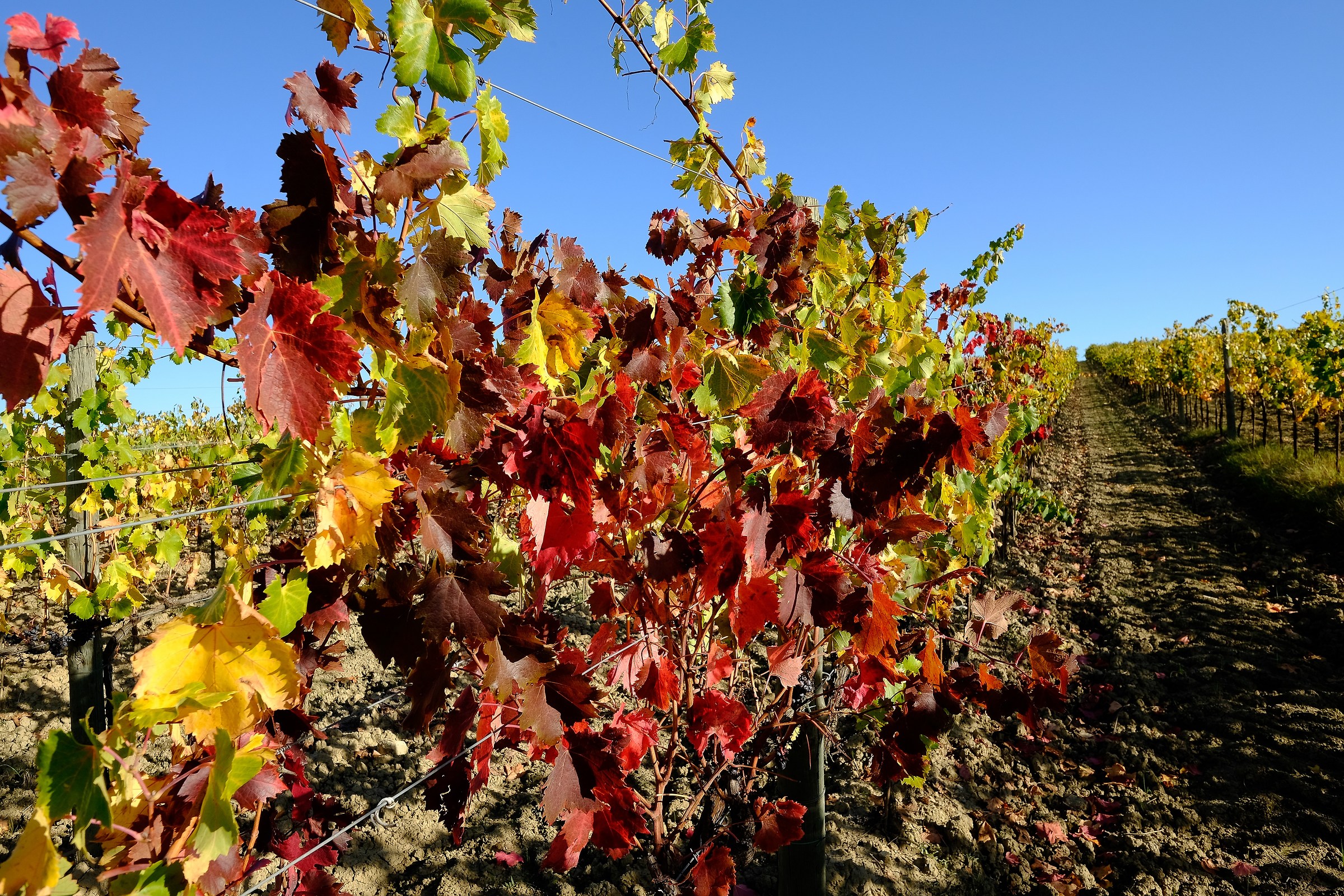 Autunno nel Chianti