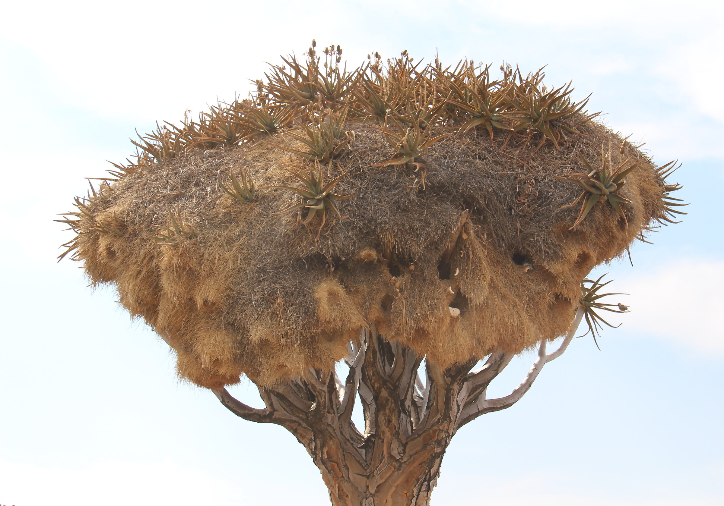 Nido condominio su albero faretra