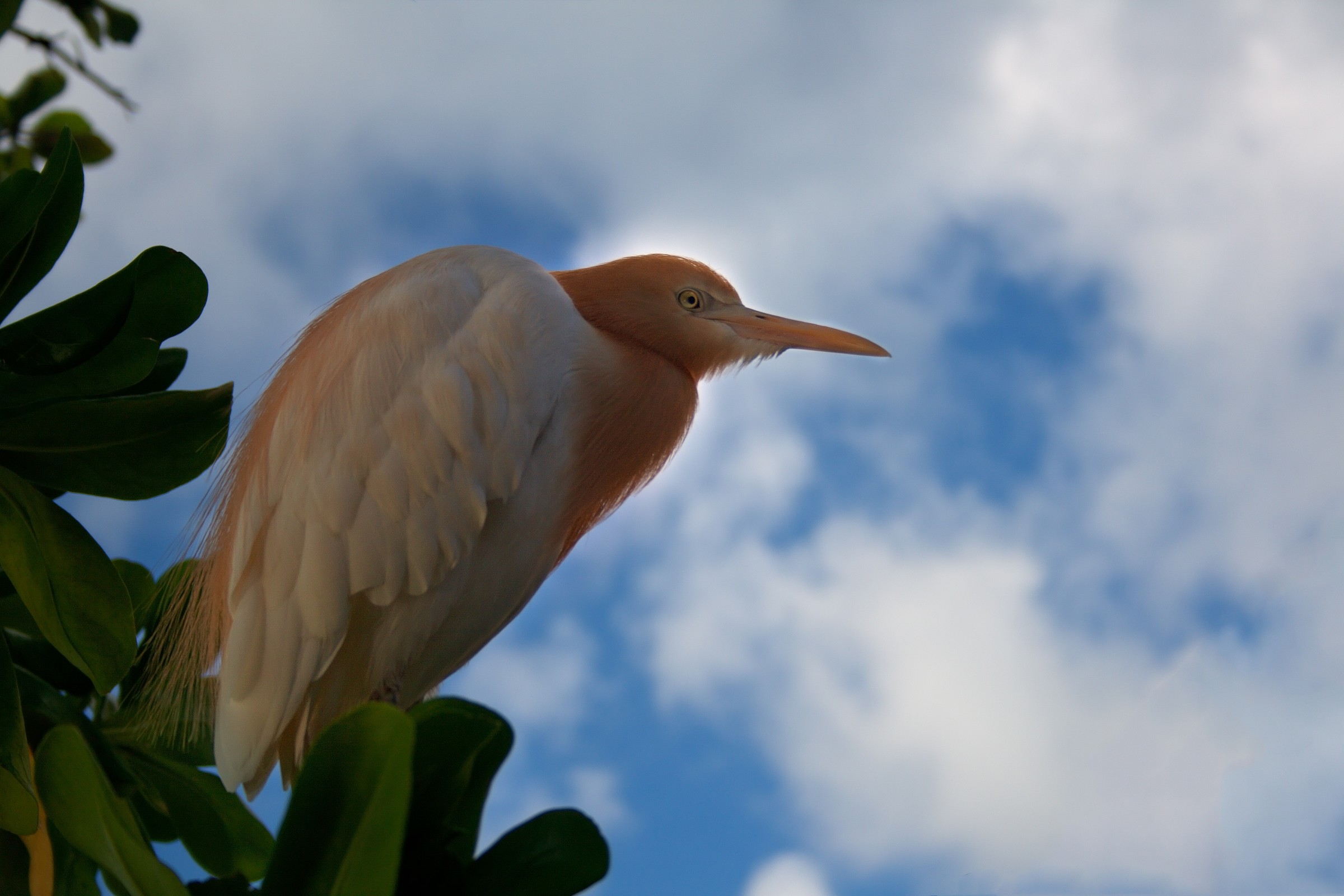 Guardian Small Grows