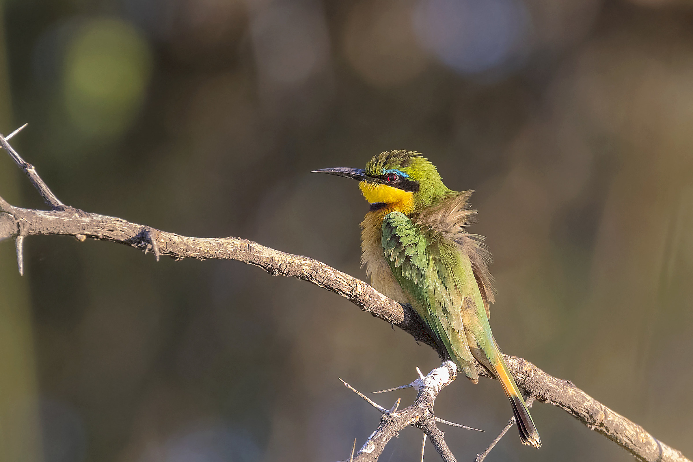 Little Bee-Eater