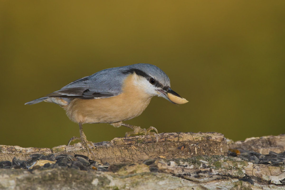 muratore da generazioni