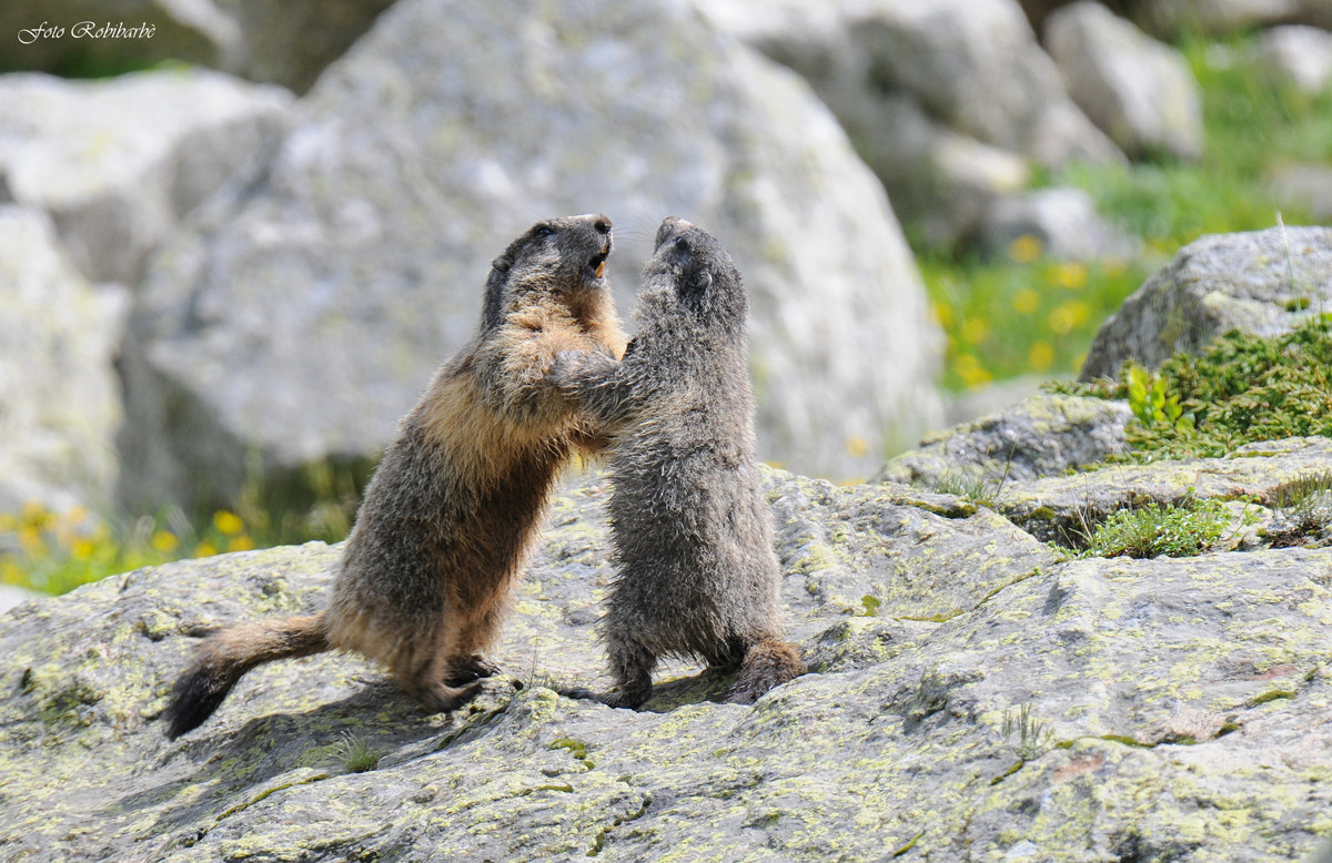 Marmotte in lotta...