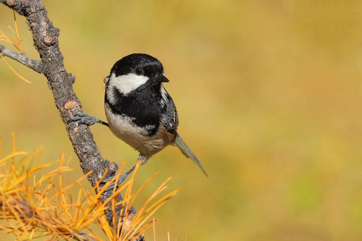 Coal Tit