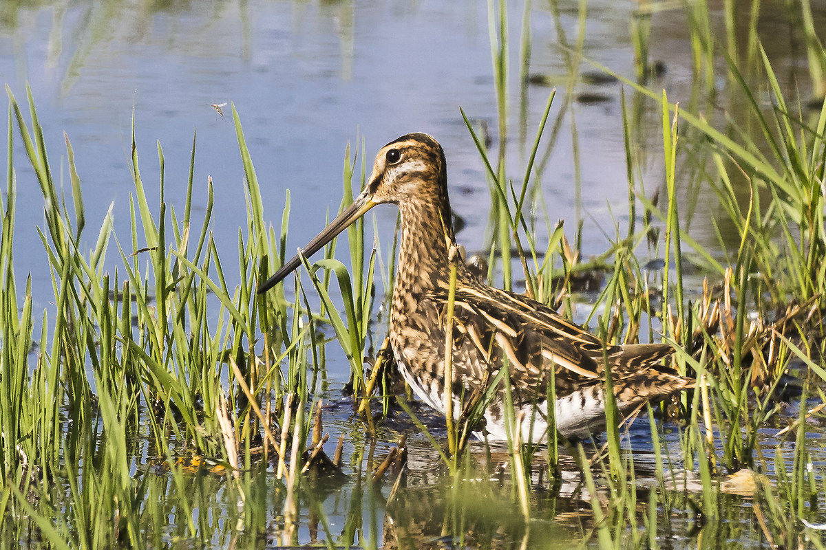 snipe