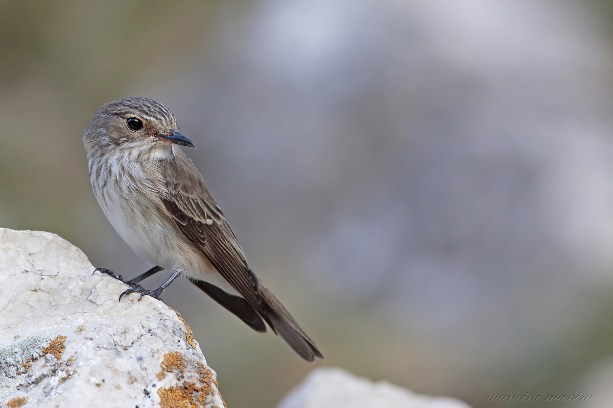 Pigliamosche(Muscicapa striata)