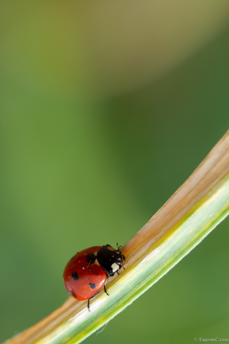 Coccinella