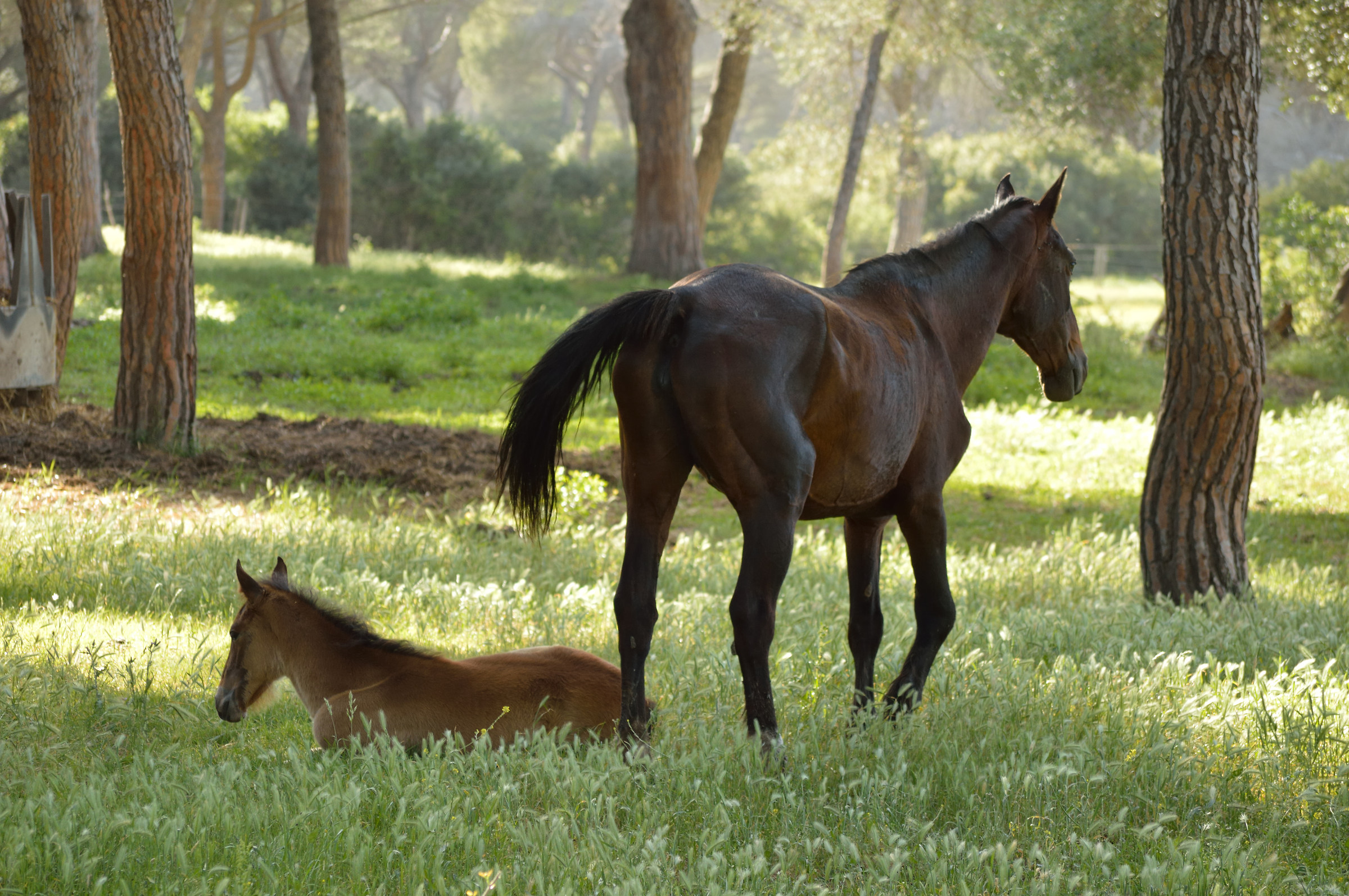 cavalla e puledro nel parco