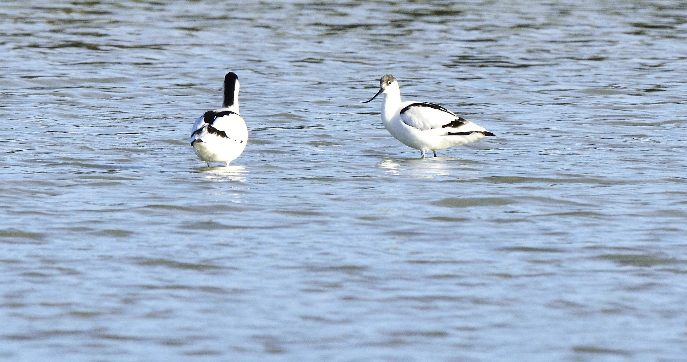 avocets
