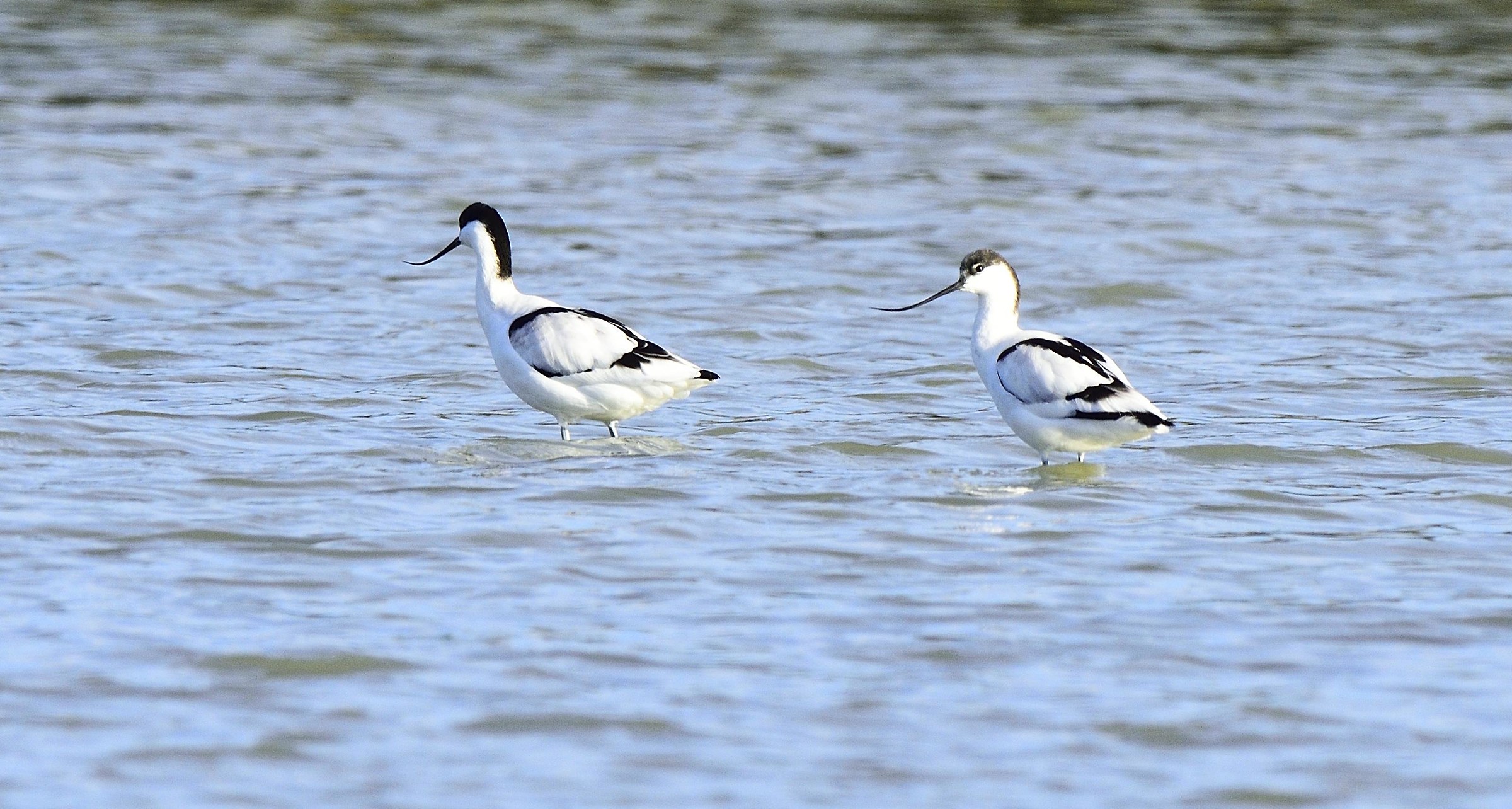 avocette