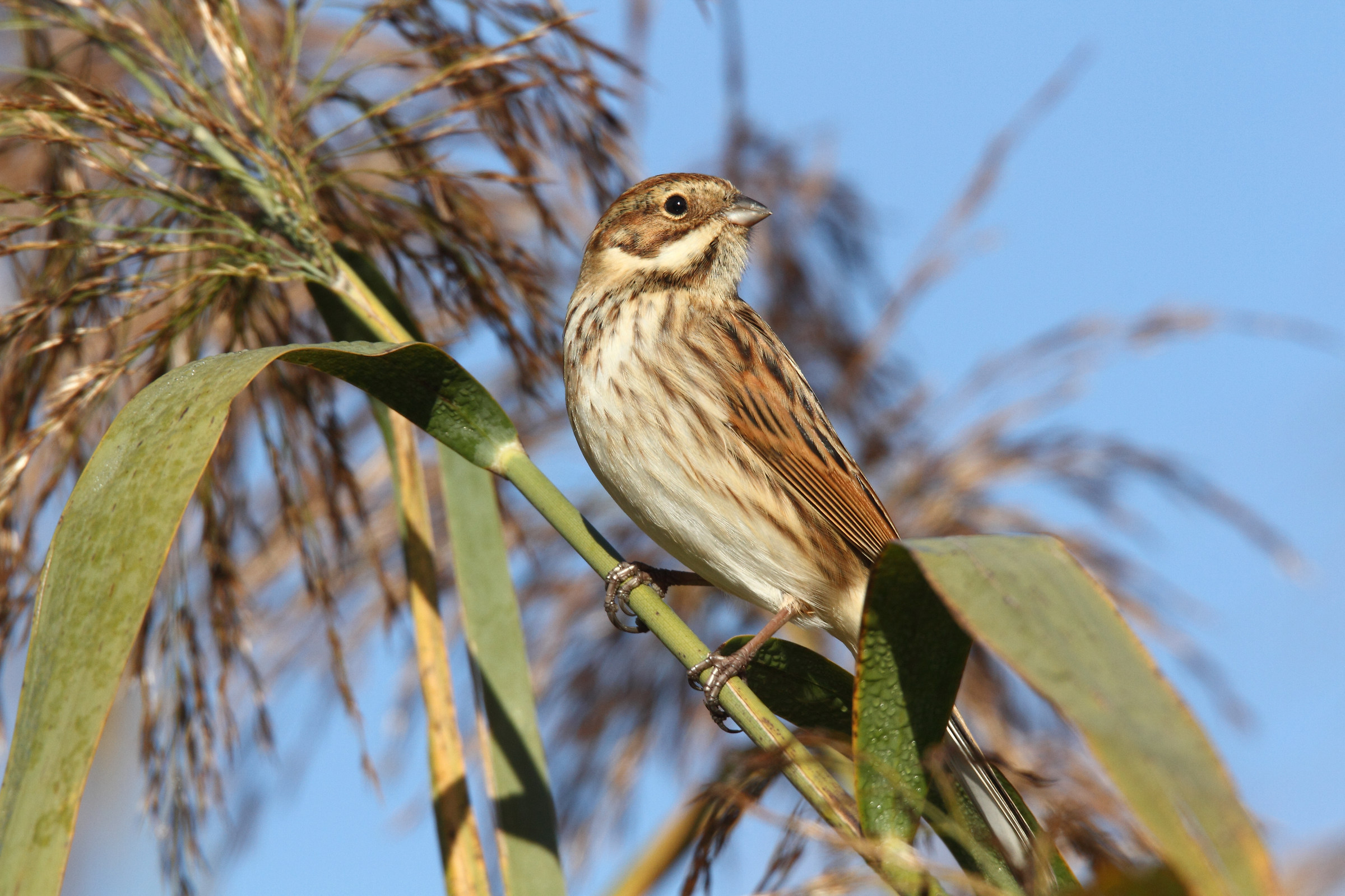 Reed Bunting