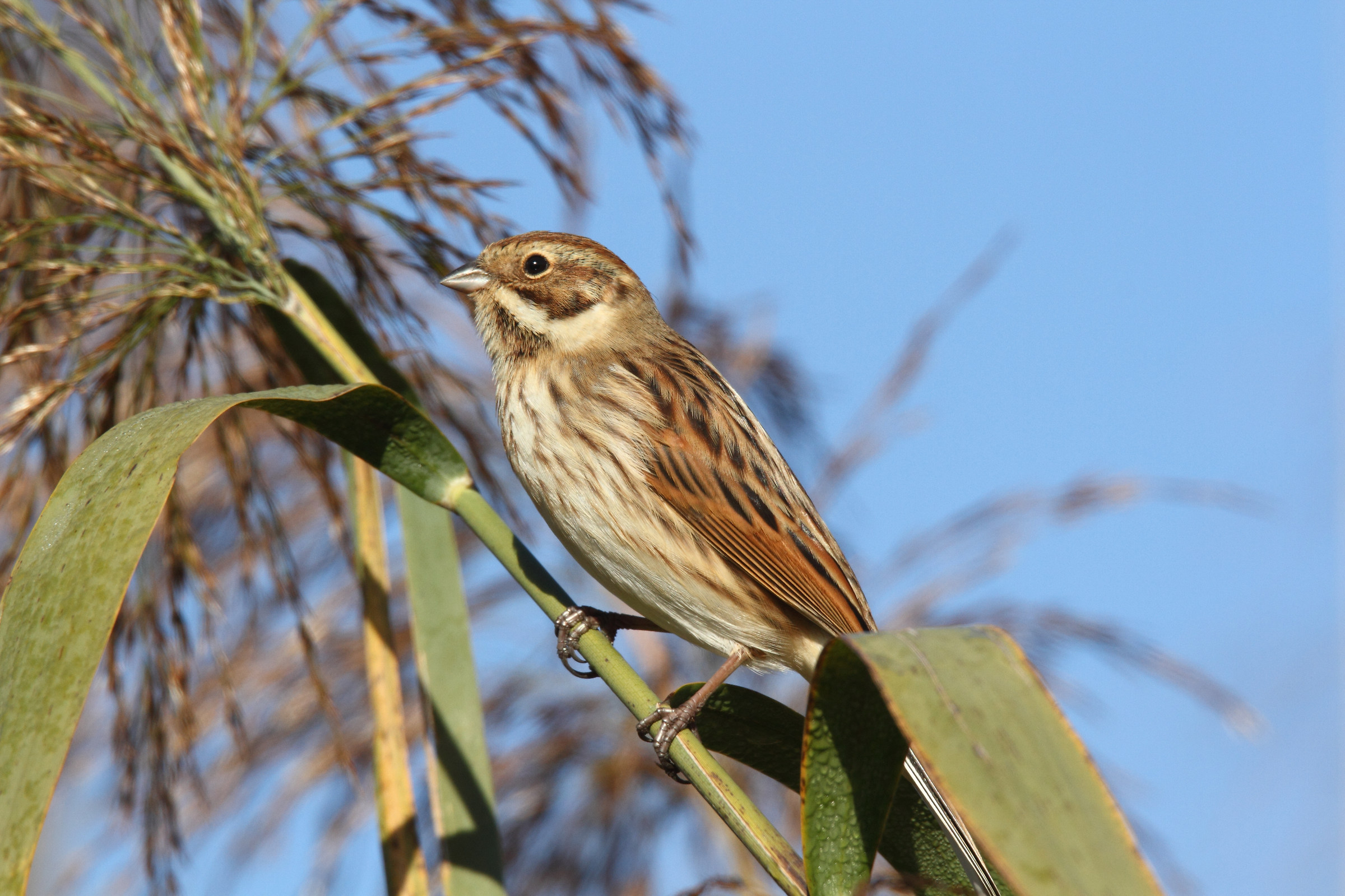 Reed Bunting