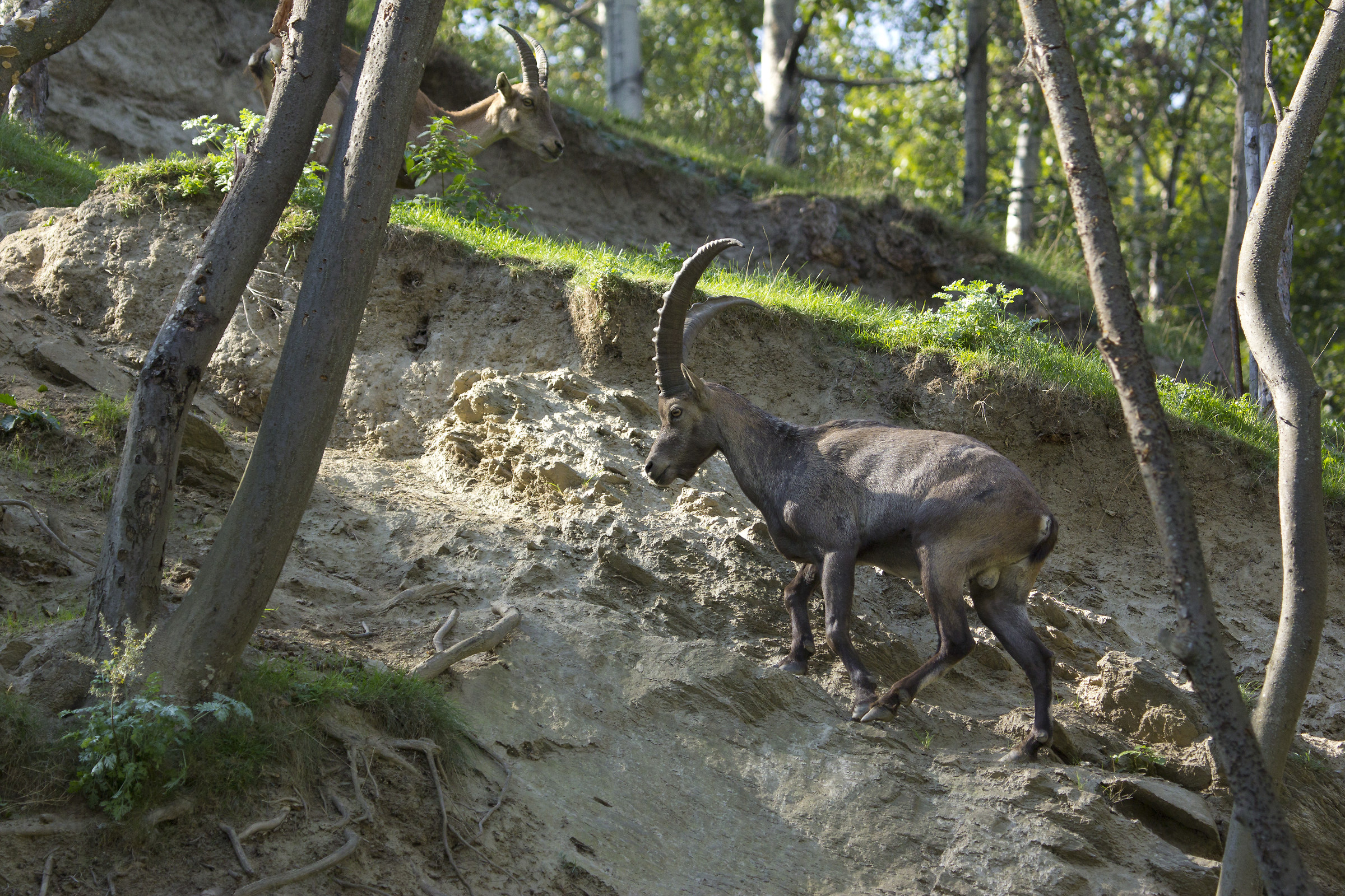 Capra ibex