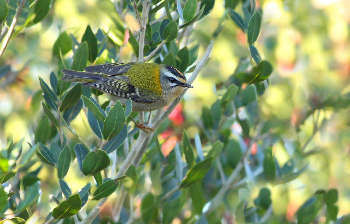 Firecrest