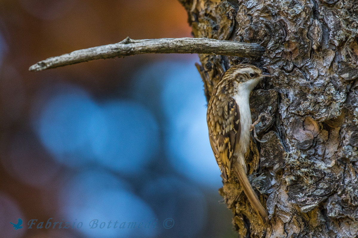 Rampichino looking for insects under the bark
