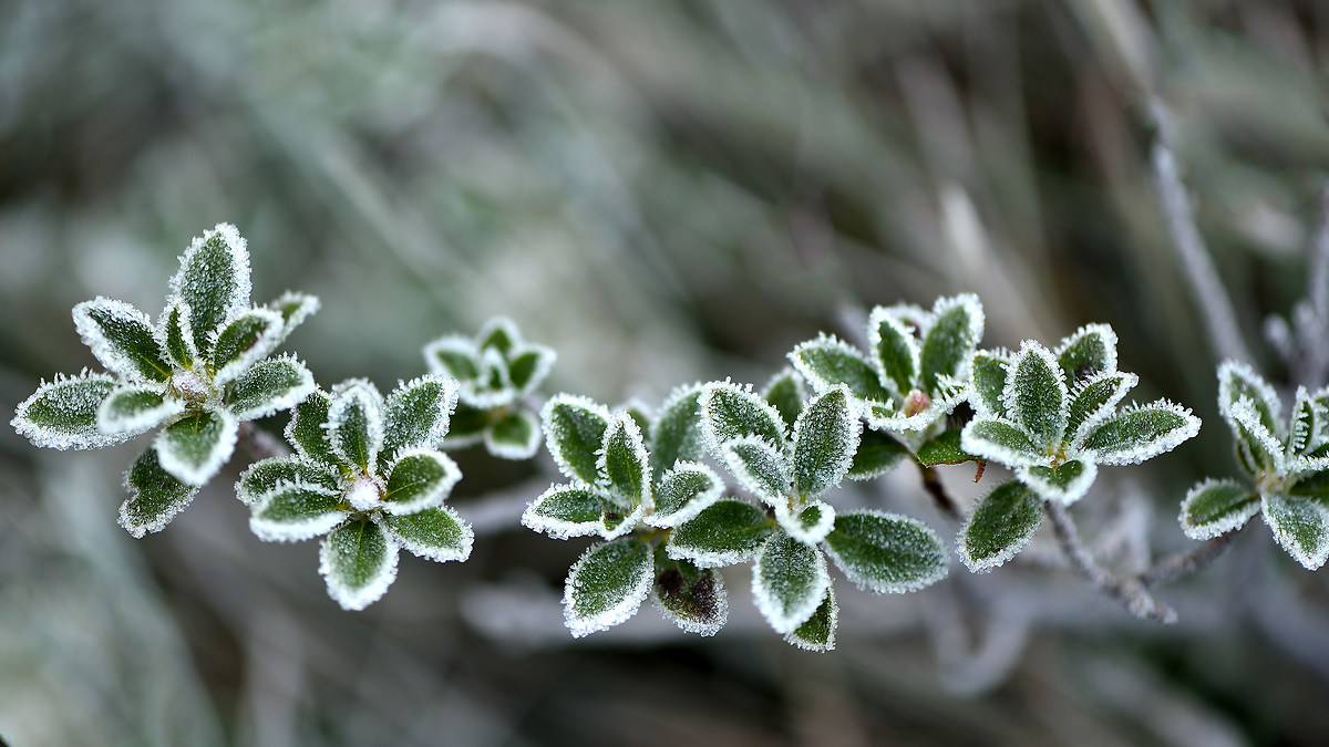First frost
