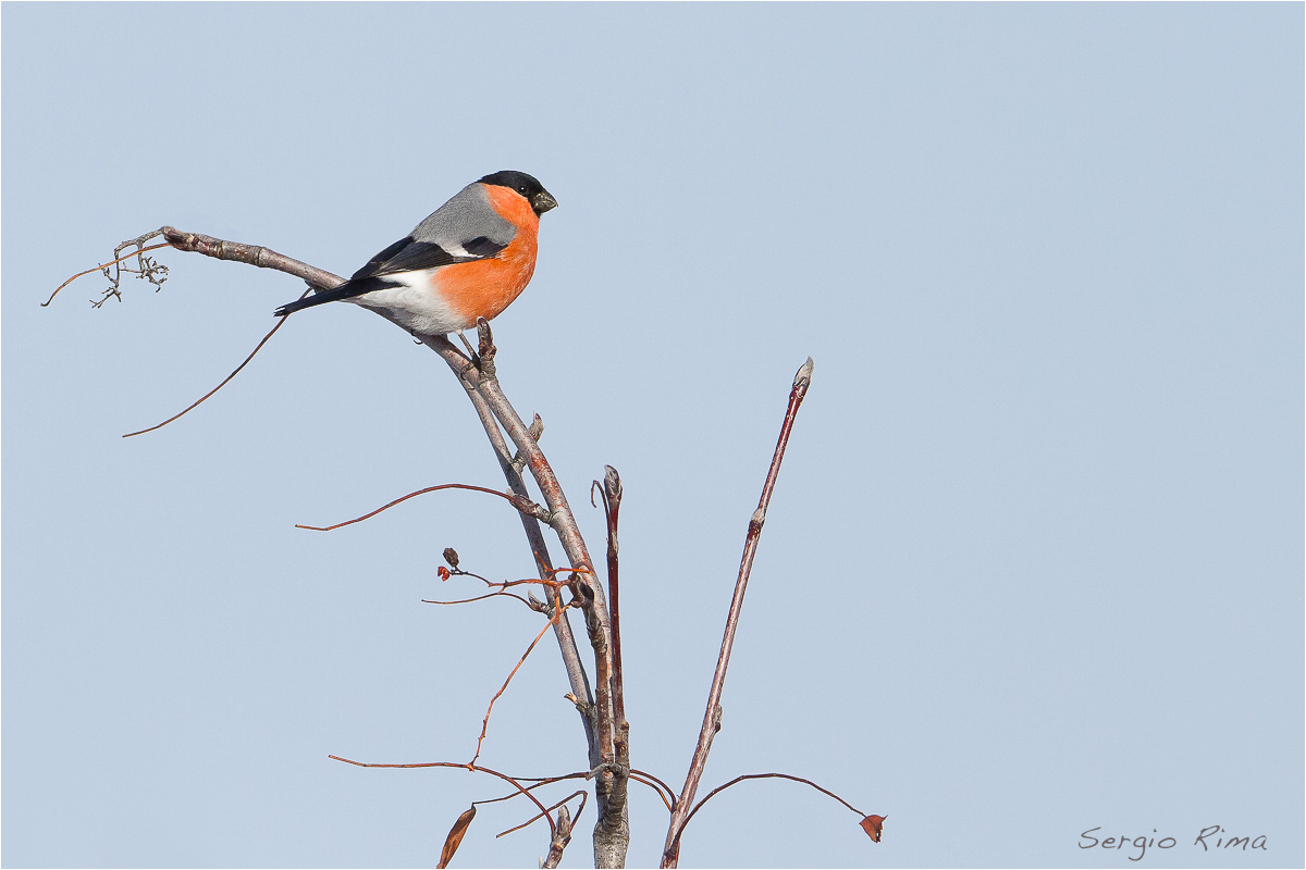 Bullfinch