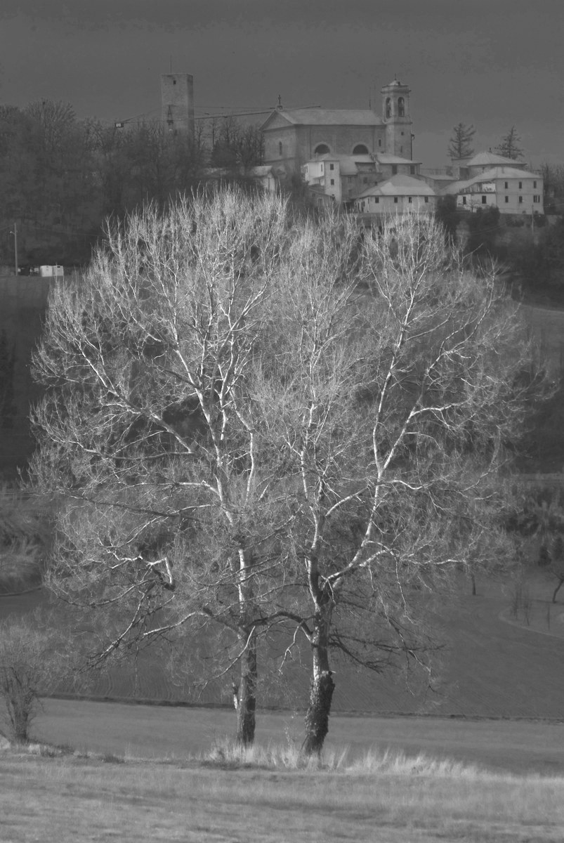 il paese sull'albero