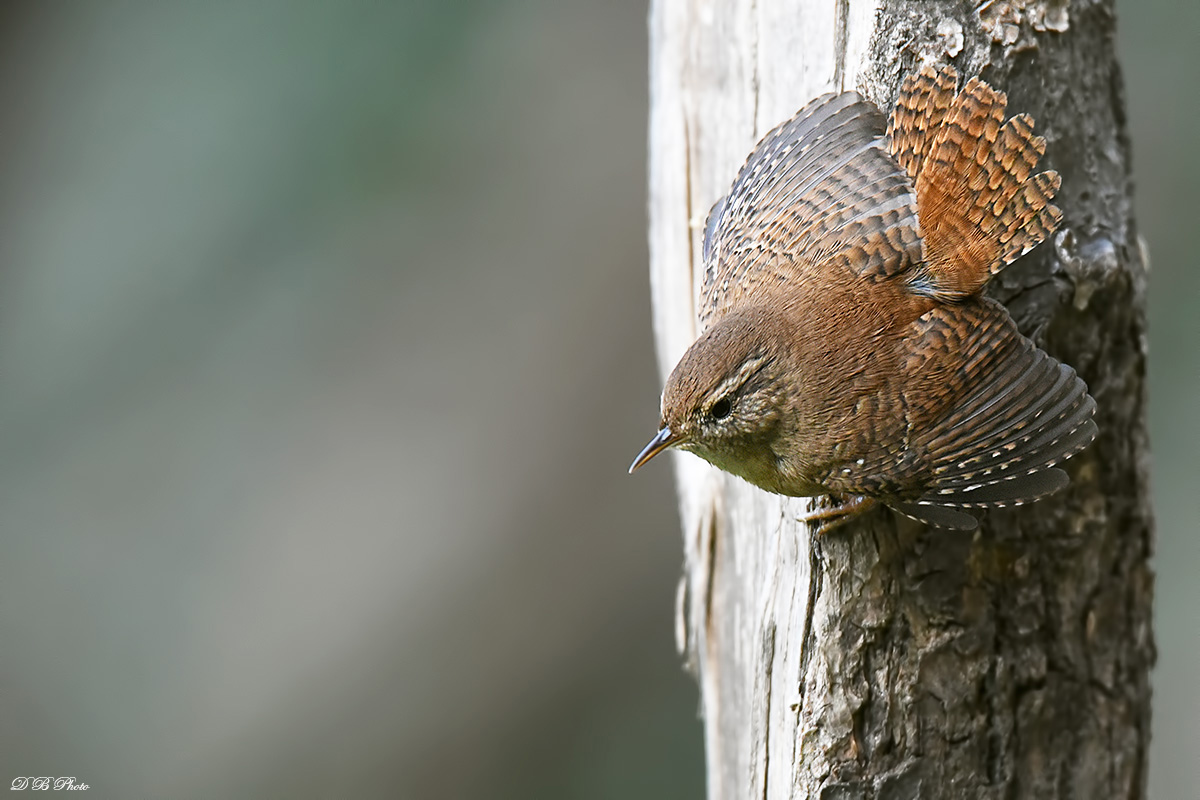 Wren in "Parade" .....