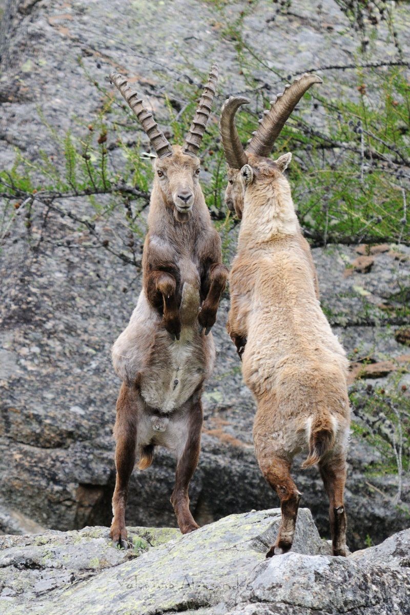 Duel between ibex