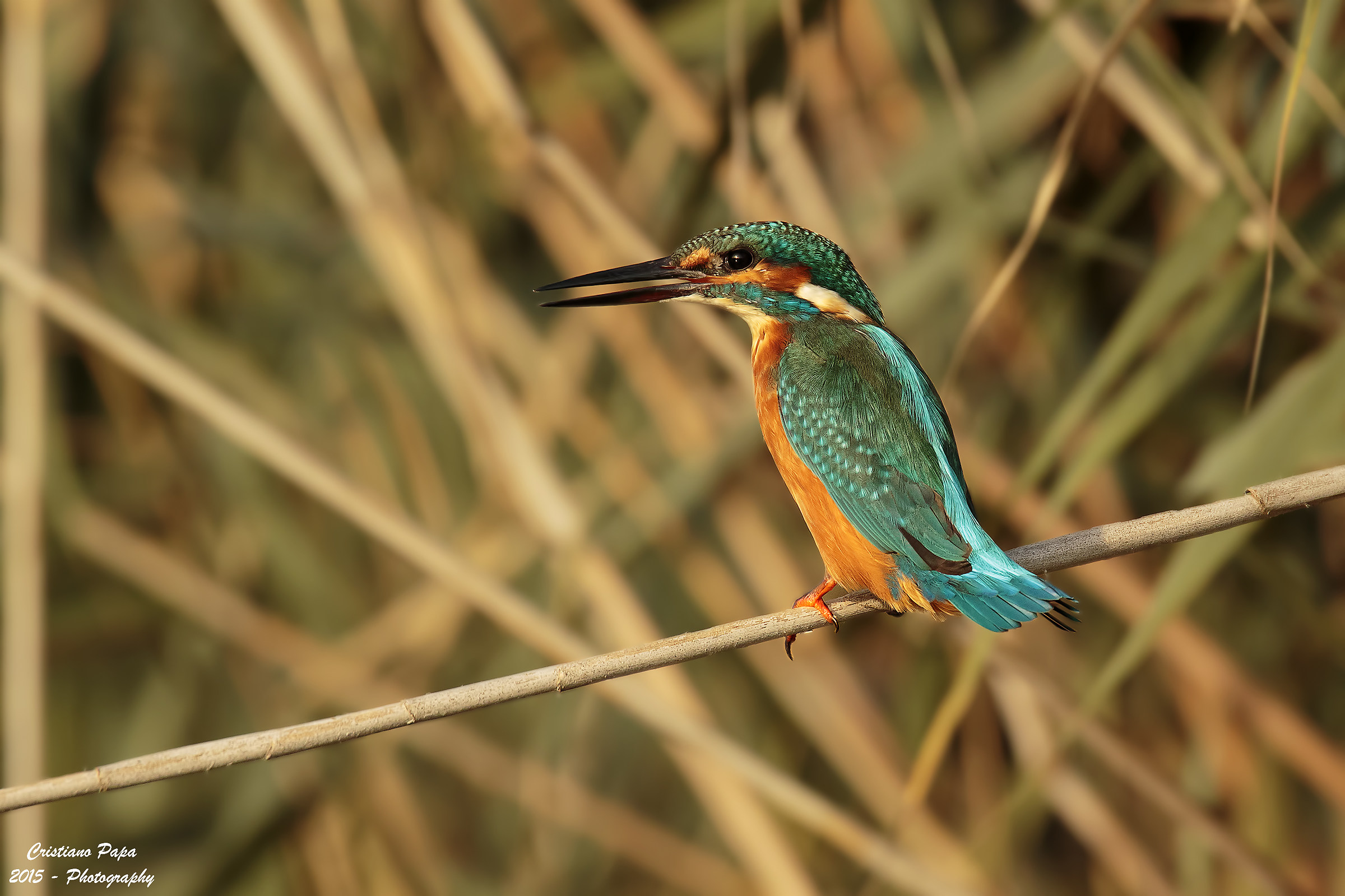 King Fisher ... senza fish