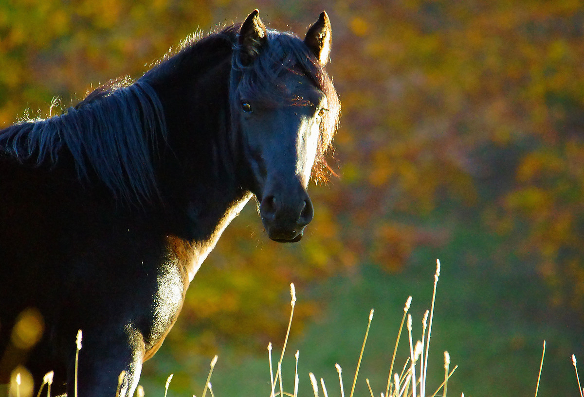 Horse in autumn