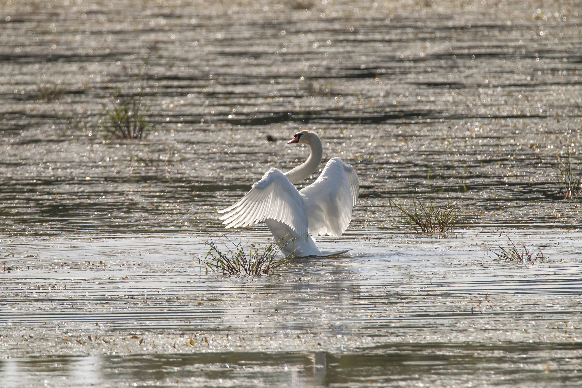 The King of Lake Alviano