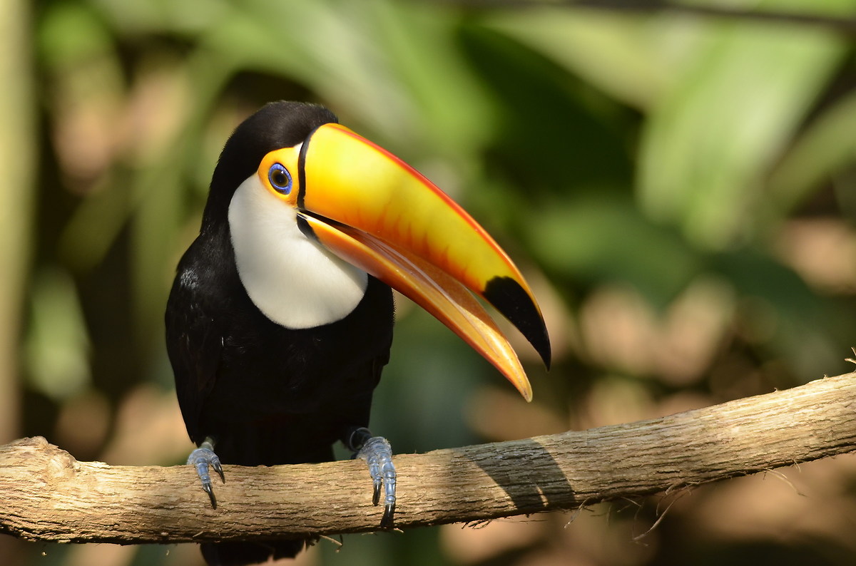 The toucan