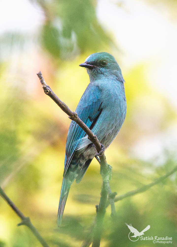Verditer Flycatcher.