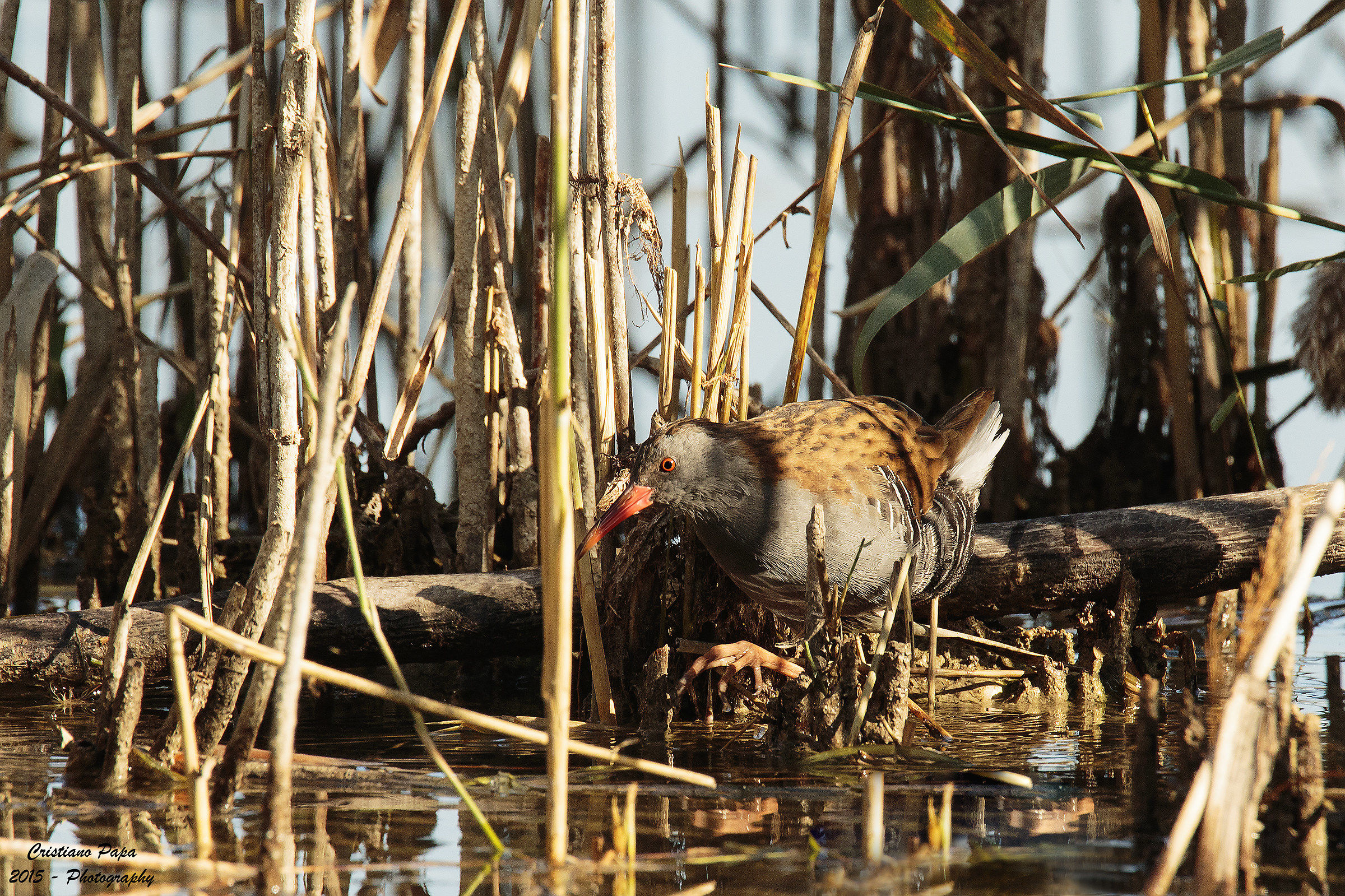Porciglione ambientato