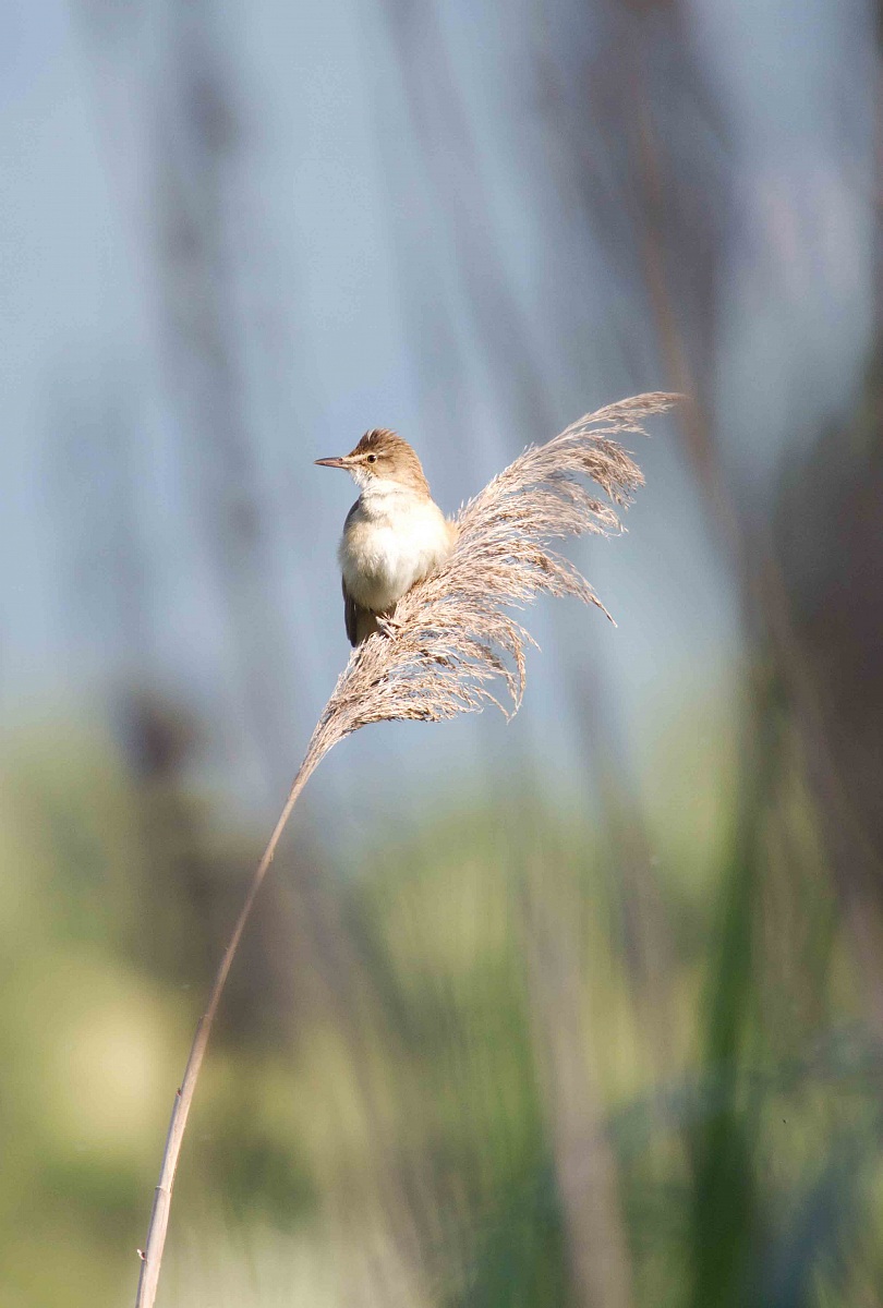 Warbler (Acrocephalus arundinaceus)