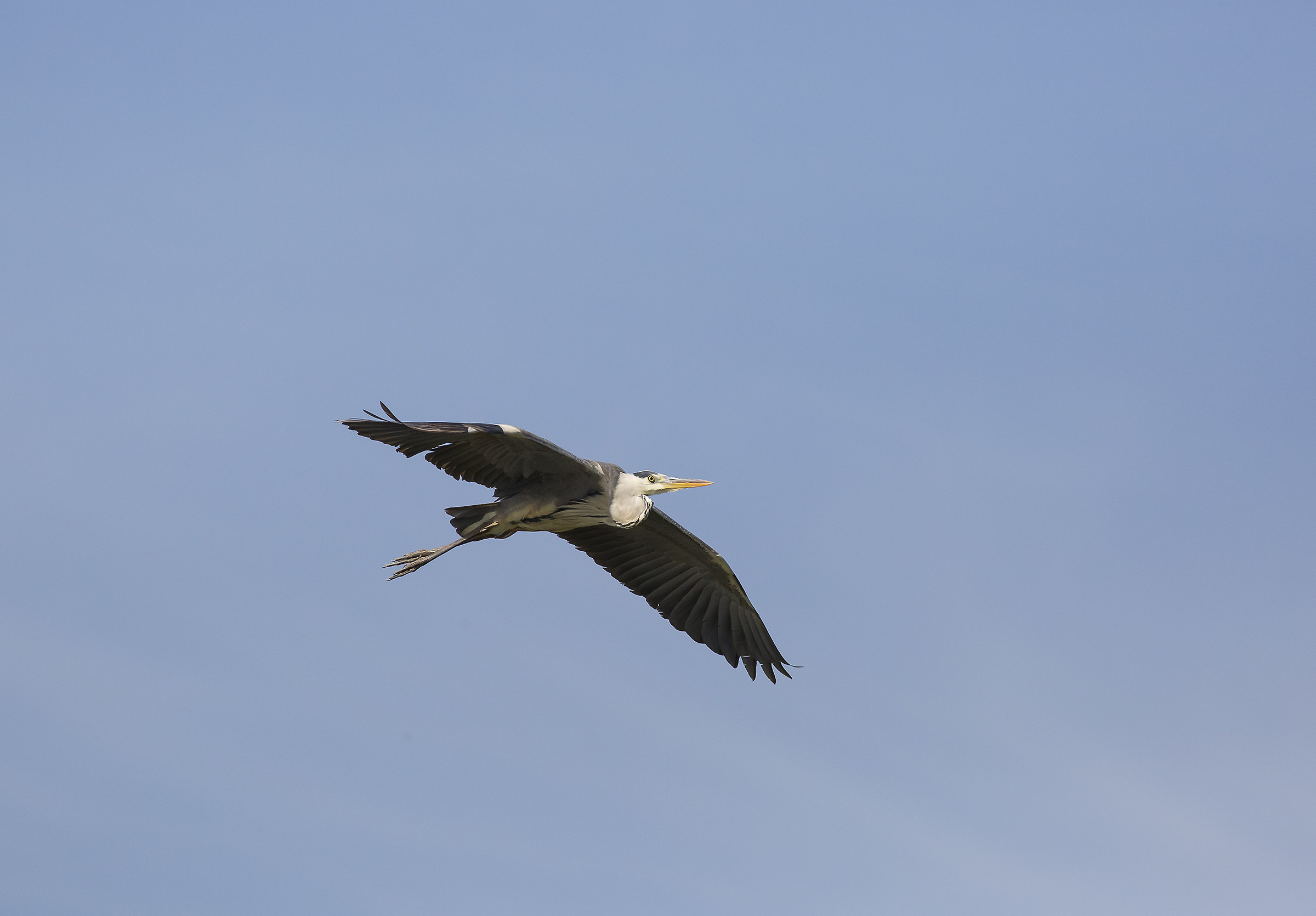 In Flight with Heron