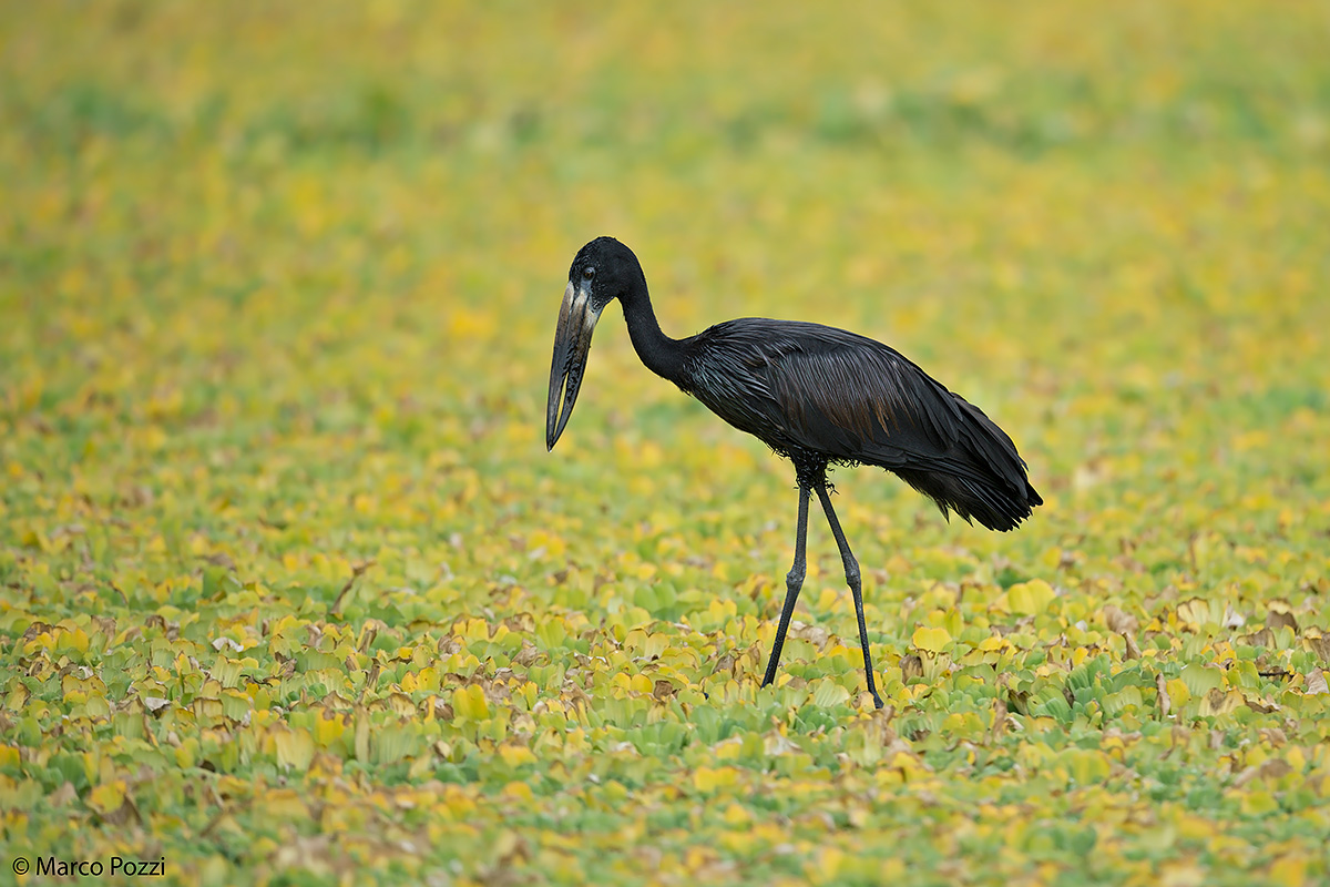 Open-billed stork