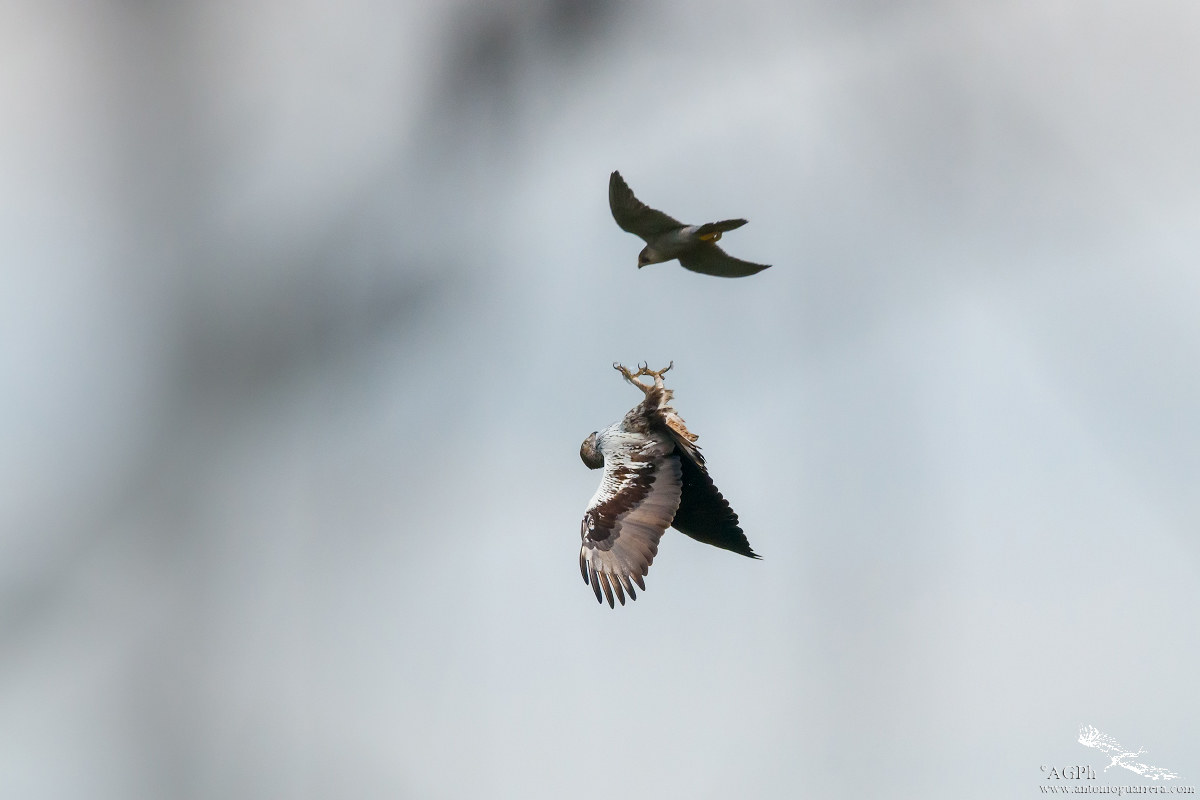 Exciting interaction (Bonelli's eagle-Pellegrino)