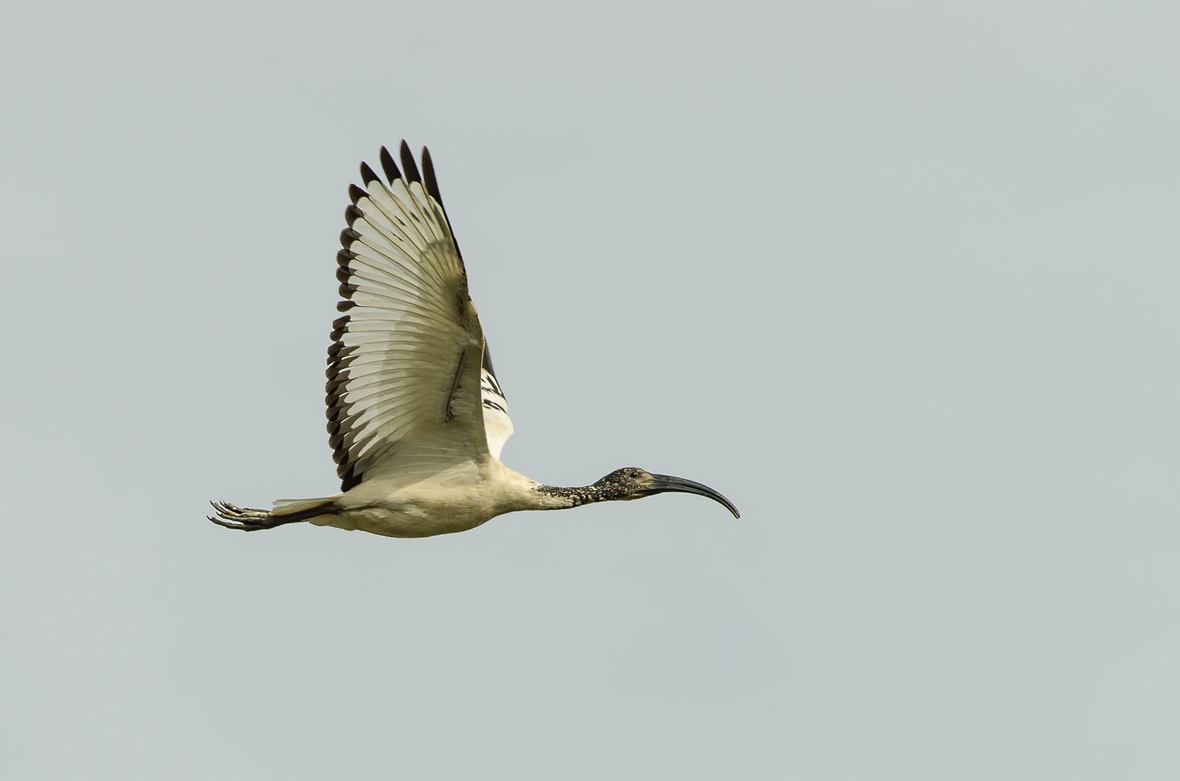 Ibis