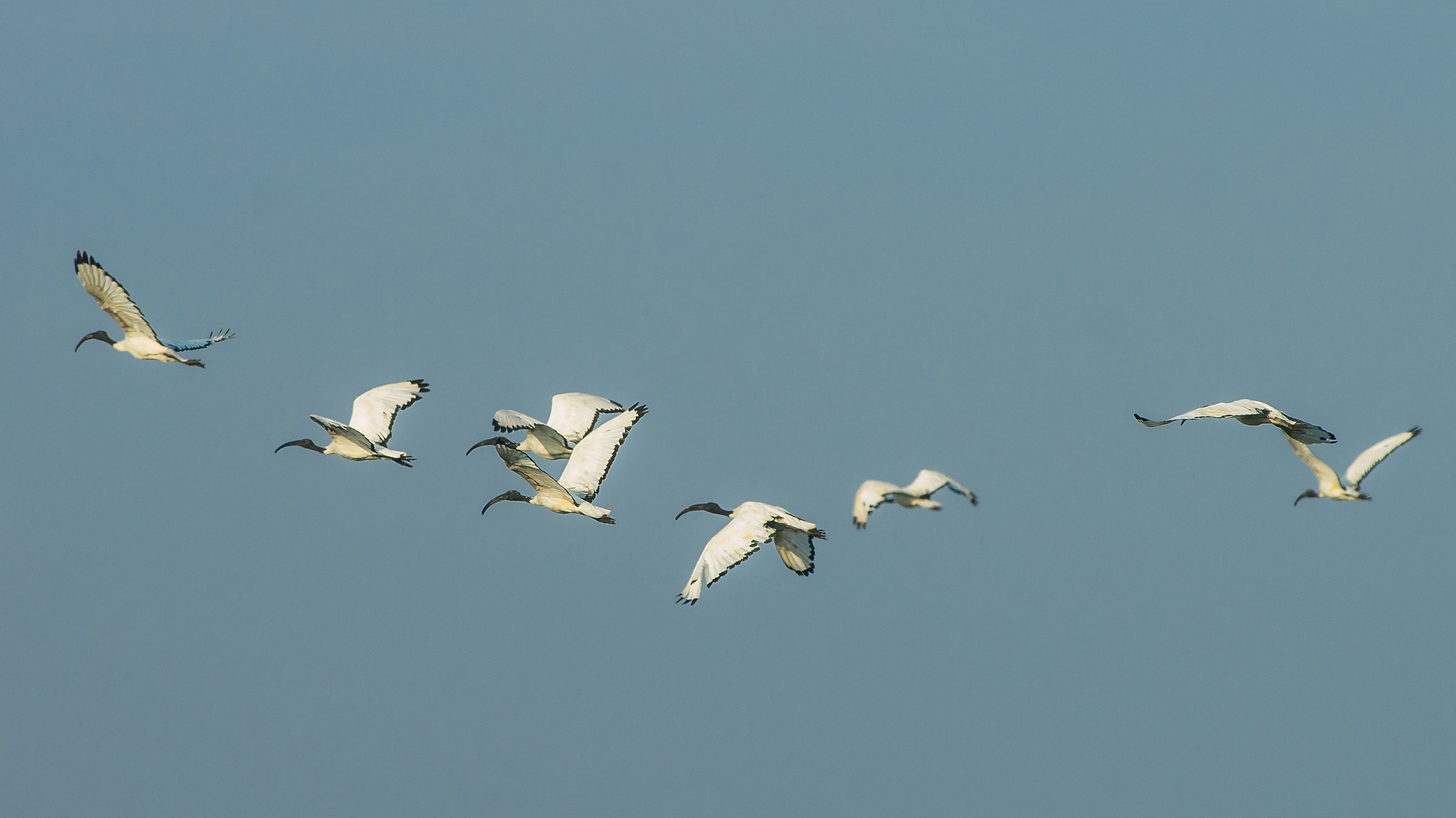flock ibis