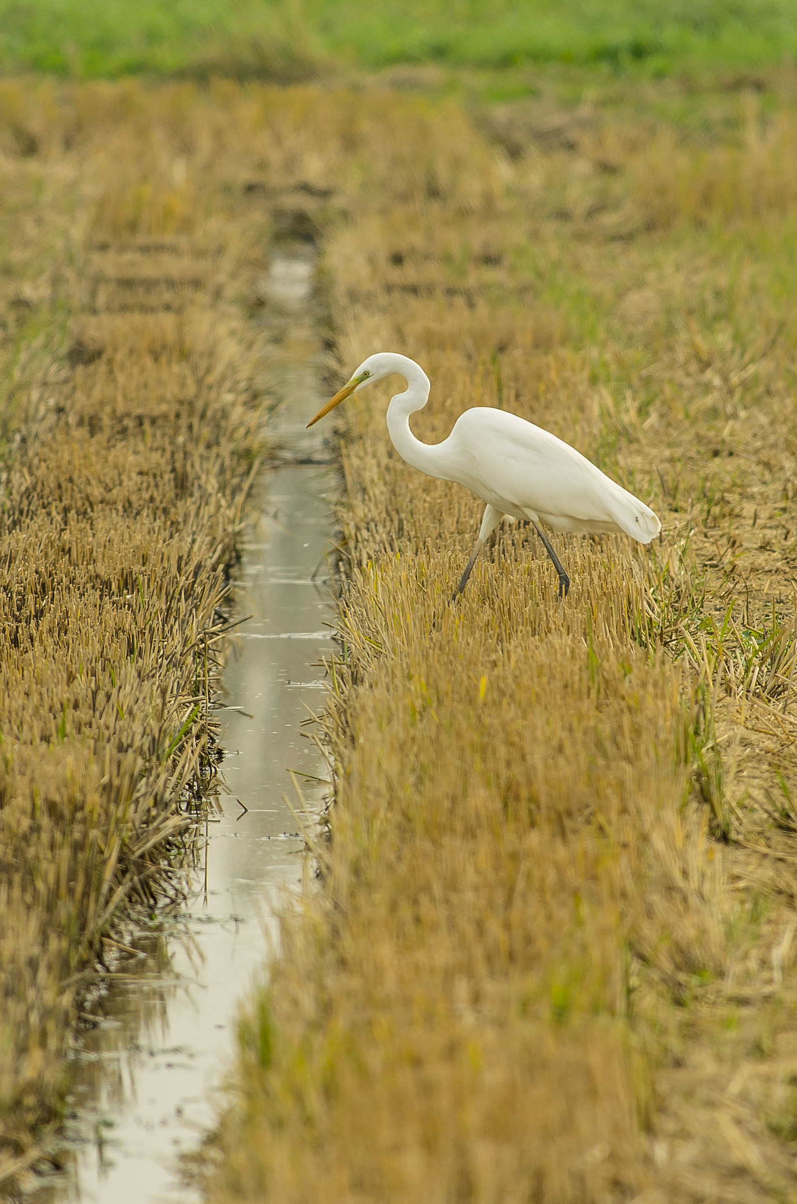 white heron