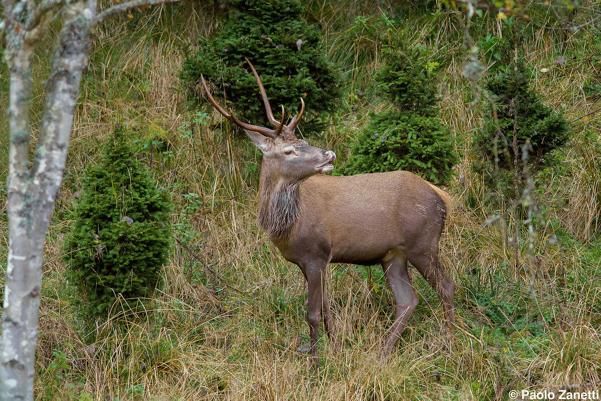 Deer Cansiglio - Flehmen