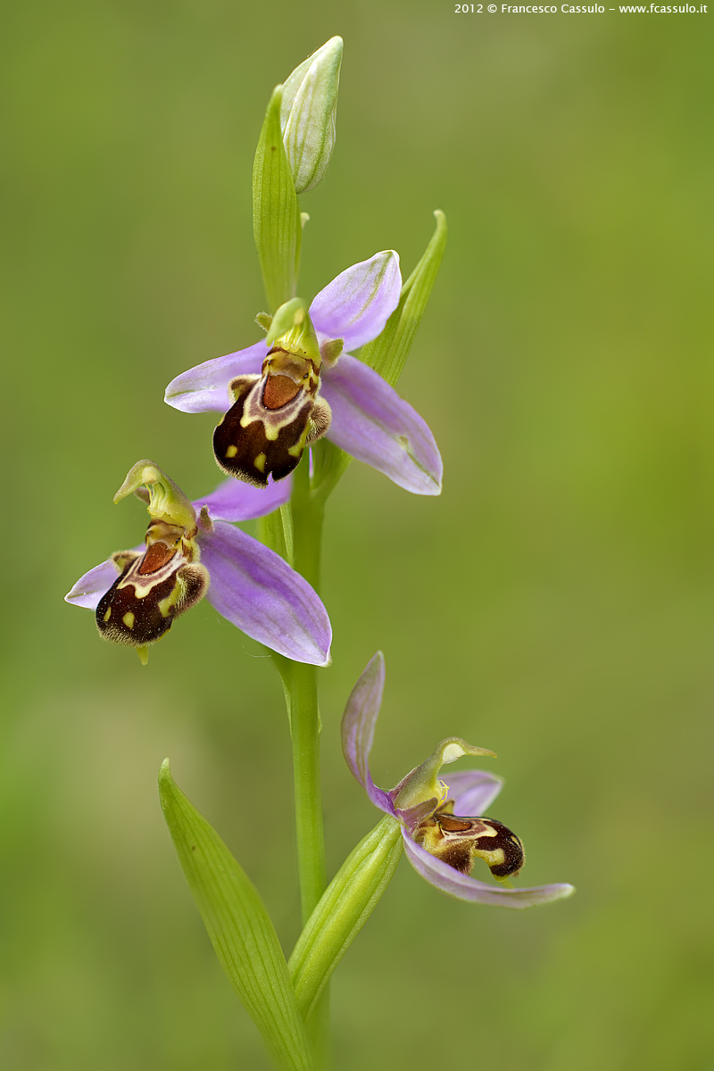 Ophrys apifera Huds., 1762