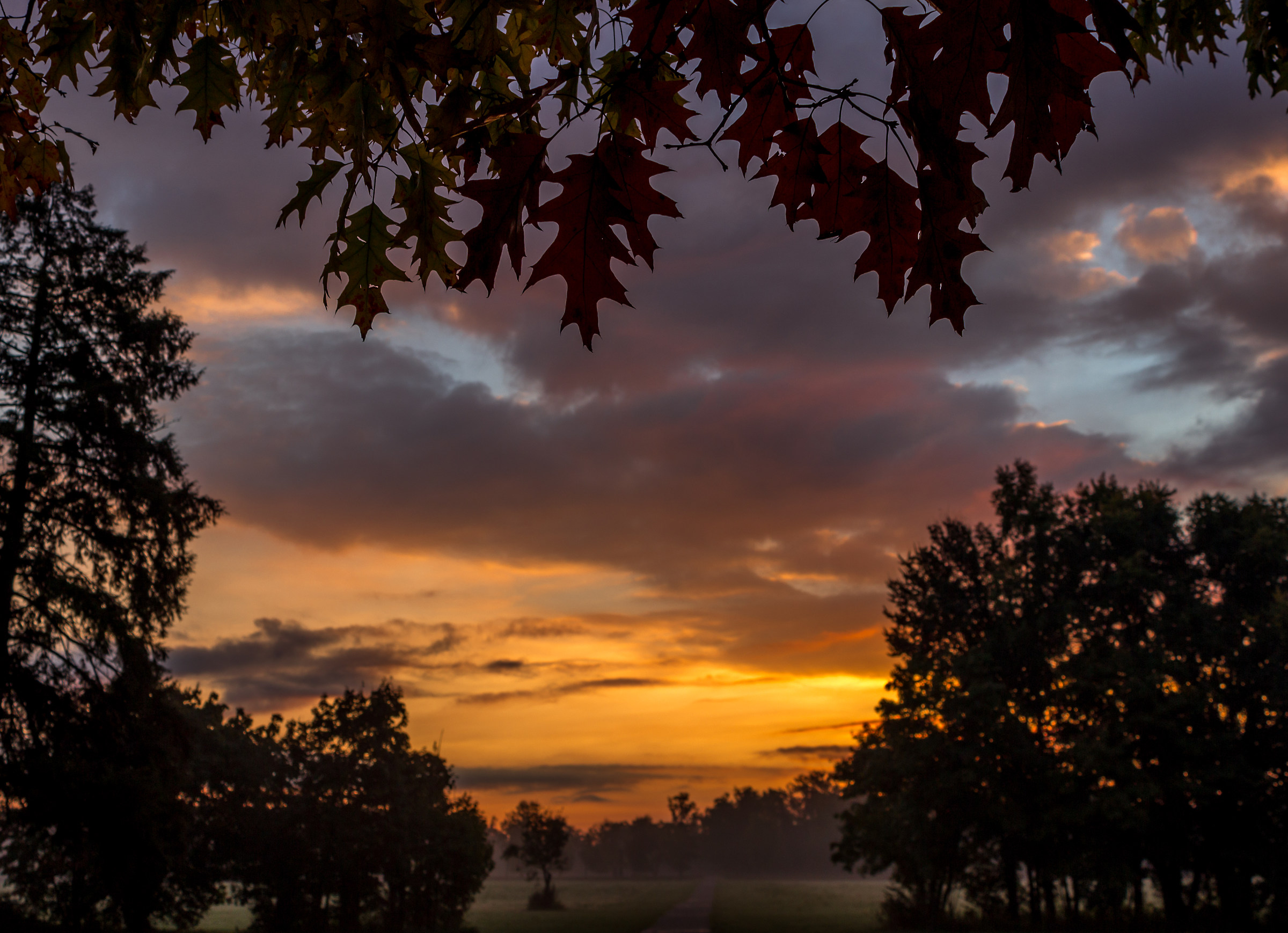 Leaves, mist and dawn: the colors of autumn