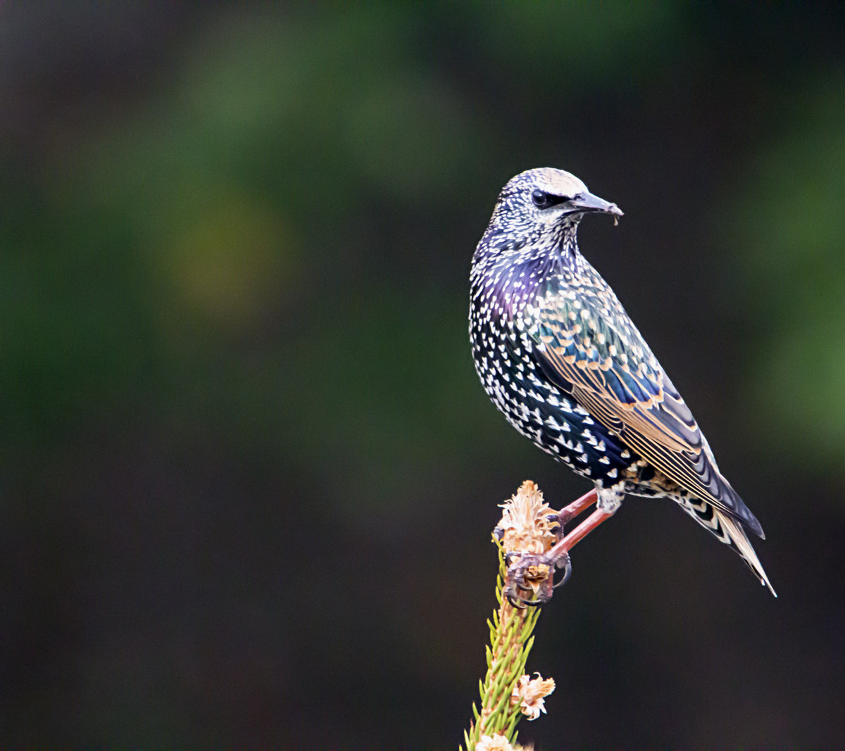 Starling