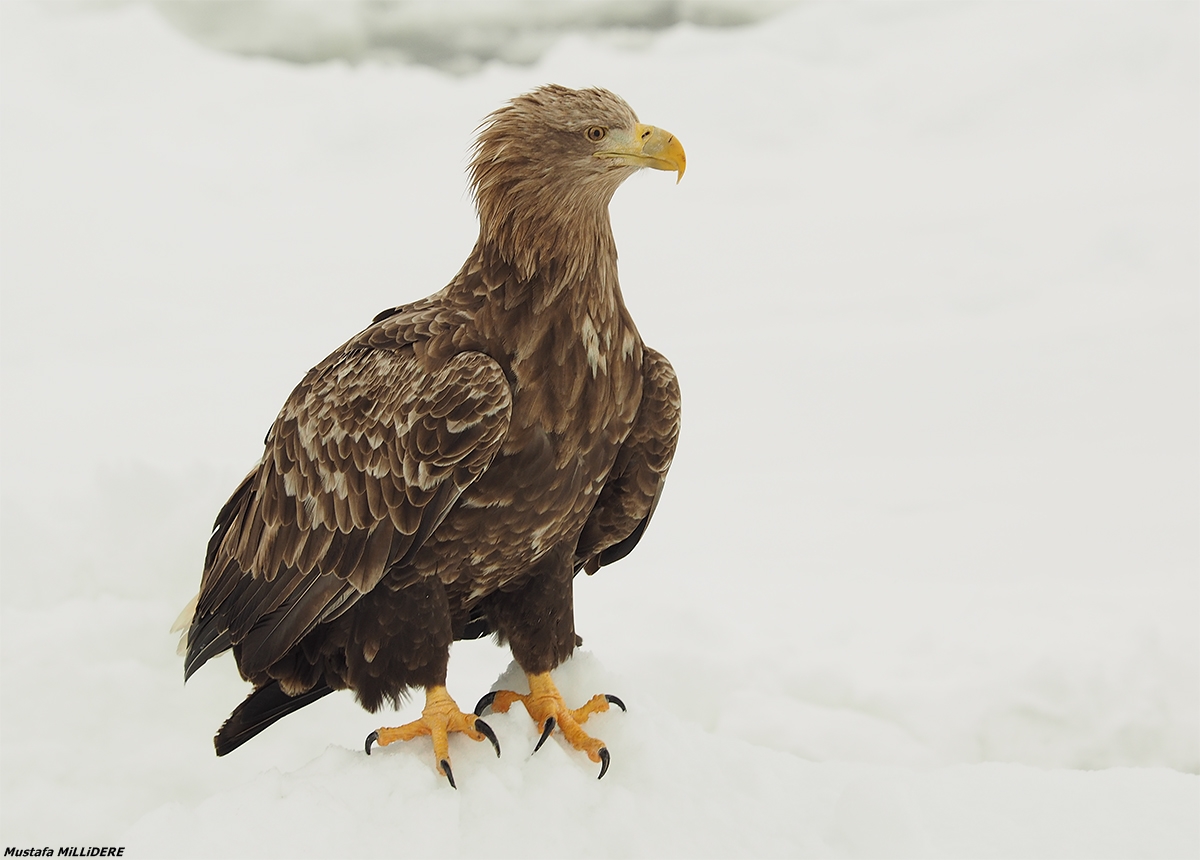 White Tailed Sea Eagle ...