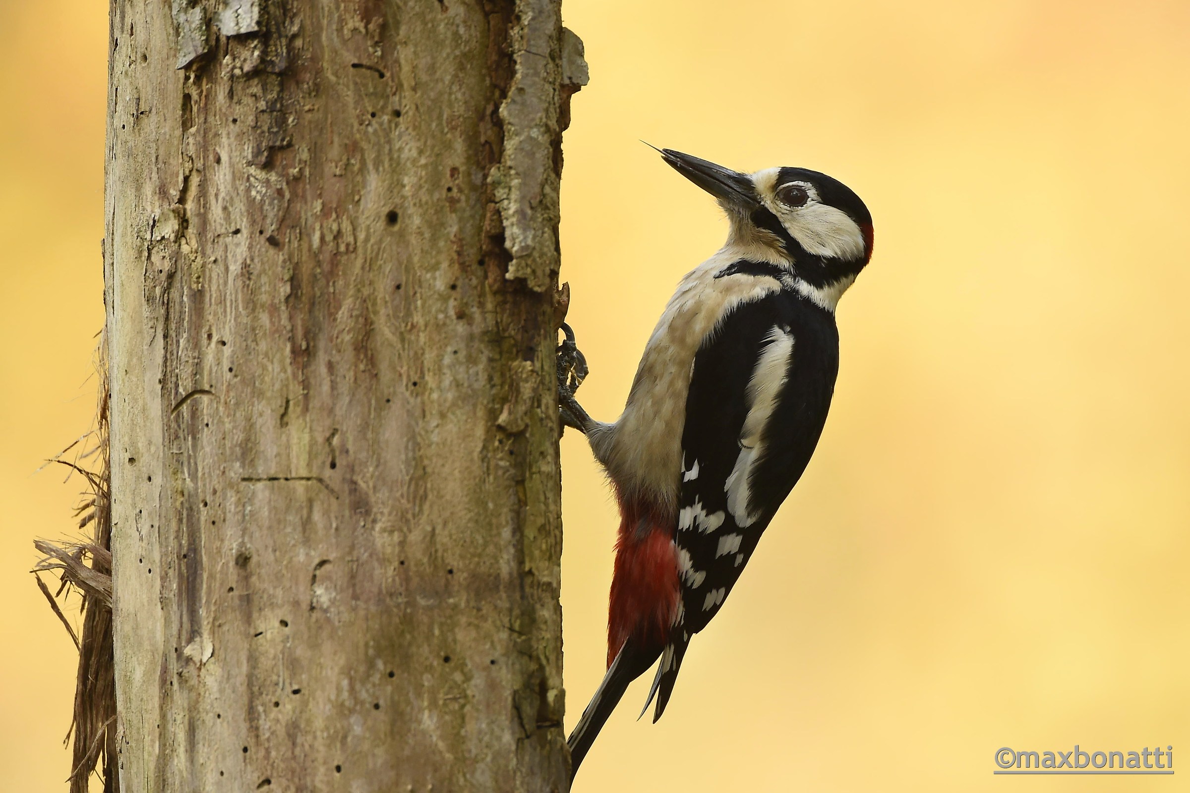 Woodpecker