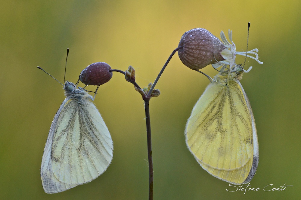 Farfalle with d800