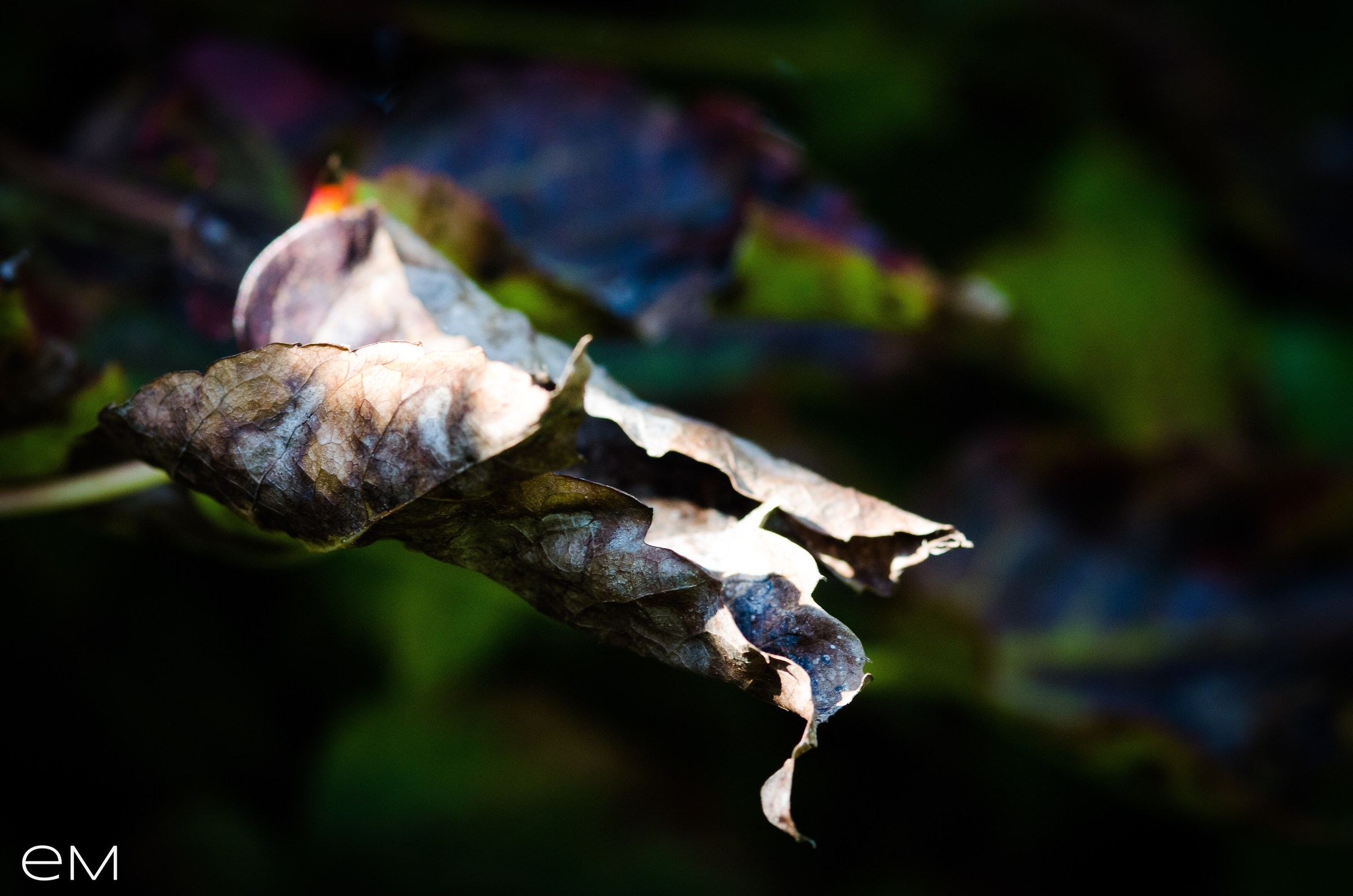 Autumn leaf