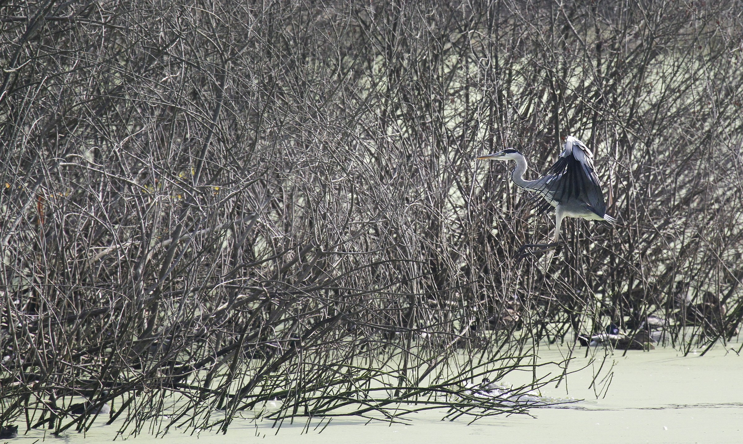 heron at gaggio